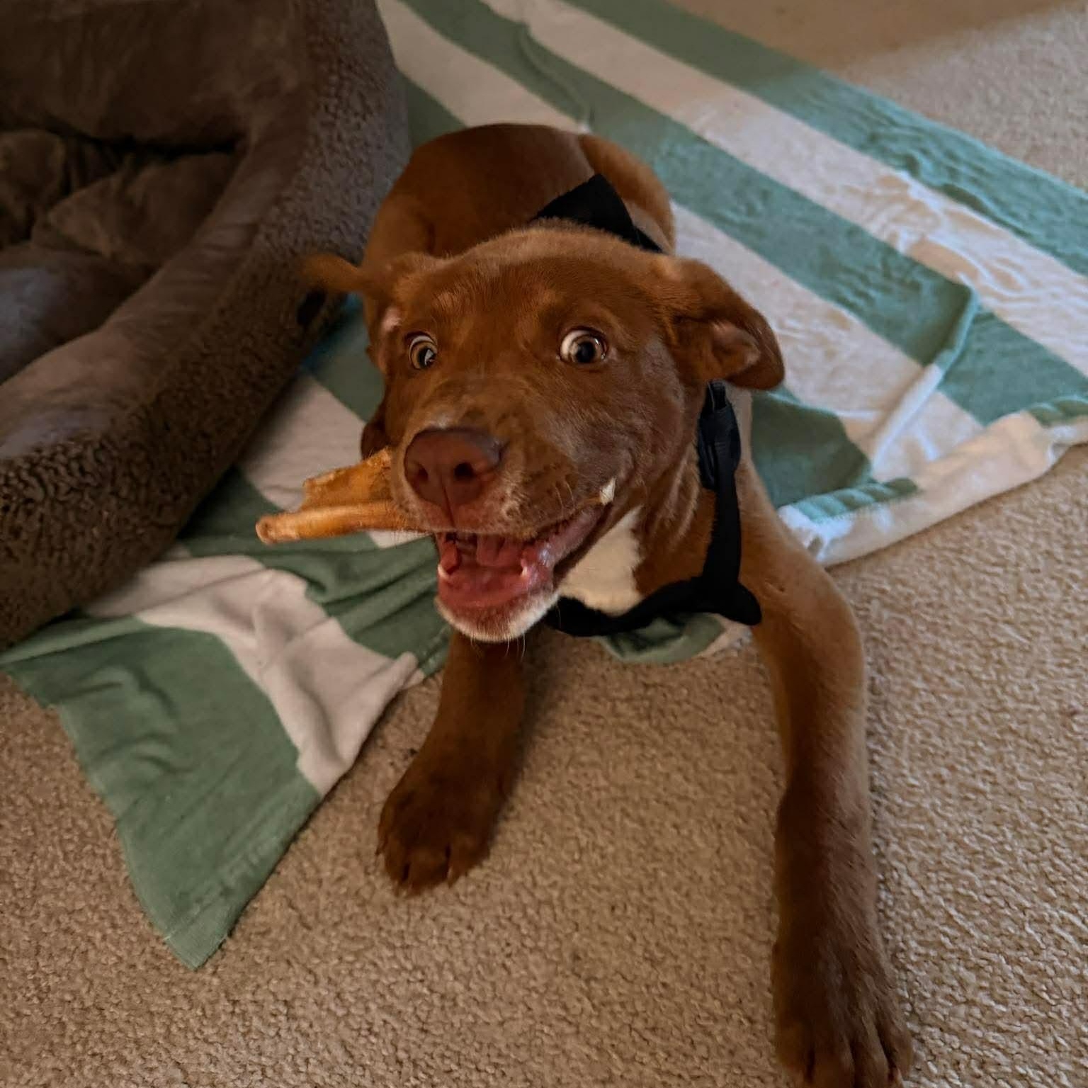 Juice, ADOPTABLE, Puppy Male Labrador Retriever.