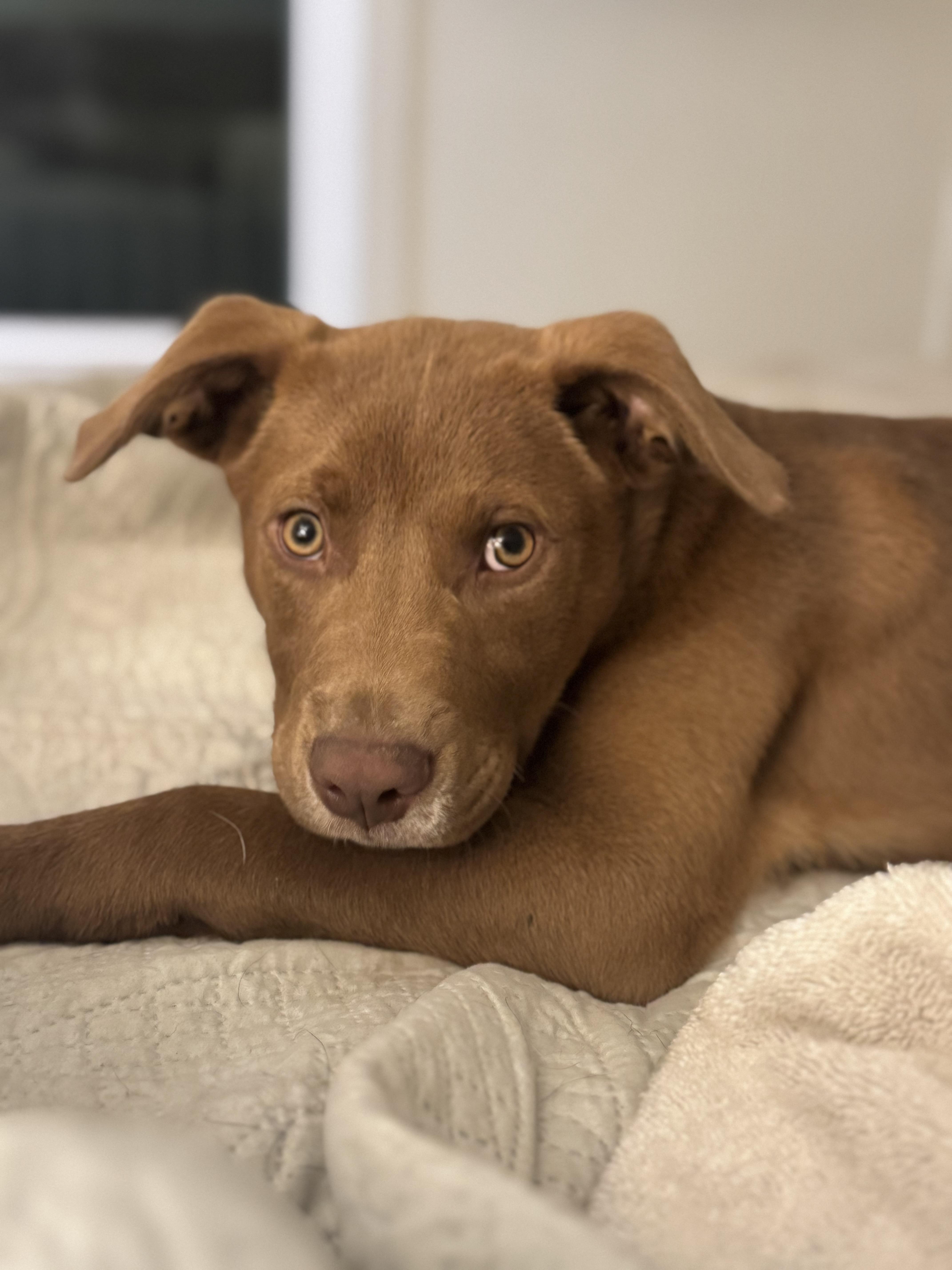 Enlarge Juice, a ADOPTABLE mixed breed in Wando, SC image 6/6