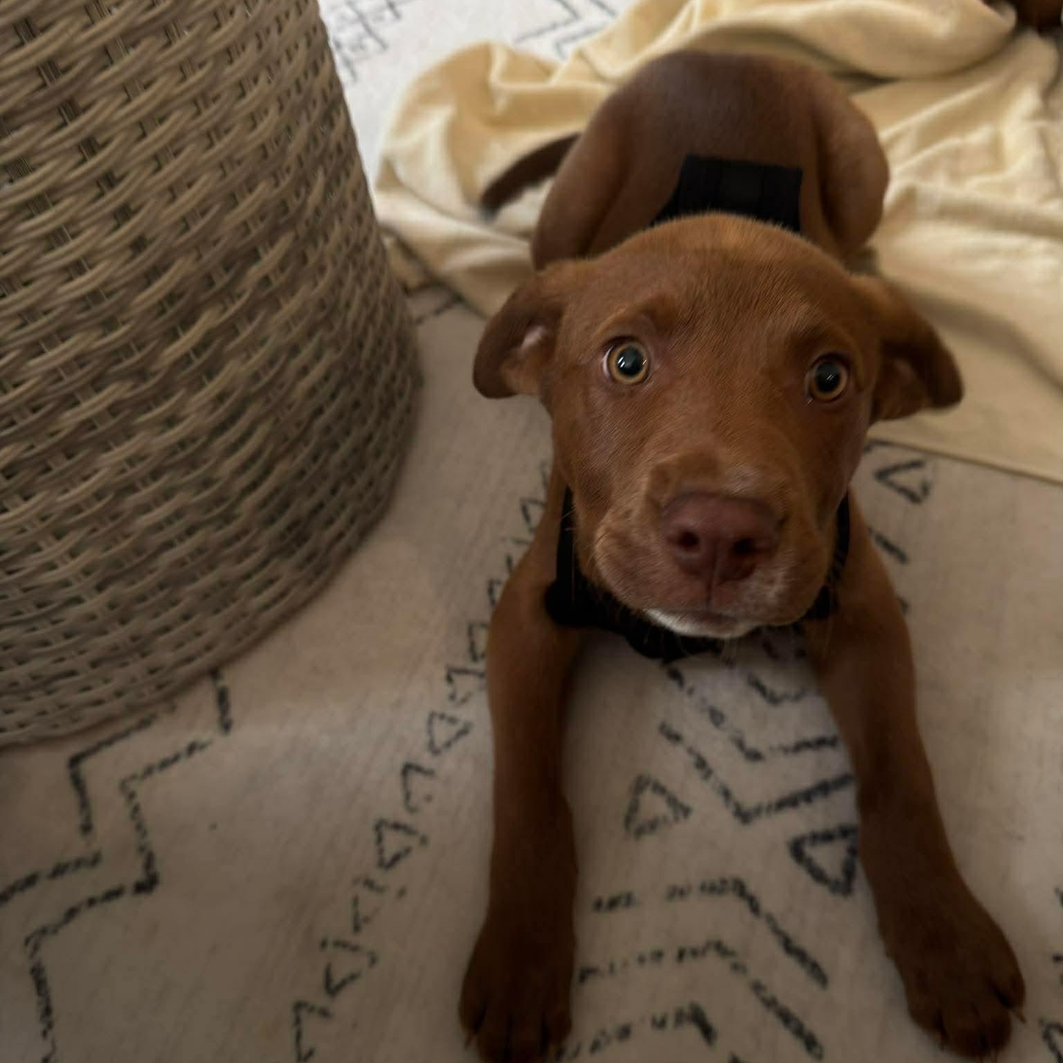 Enlarge Juice, a ADOPTABLE mixed breed in Wando, SC image 4/6