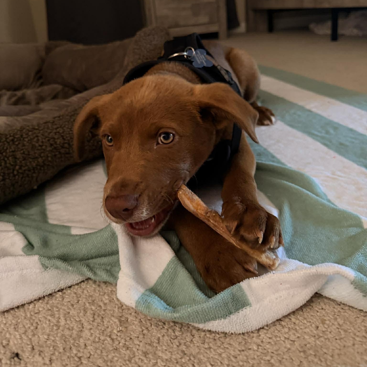 Enlarge Juice, a ADOPTABLE mixed breed in Wando, SC image 6/6