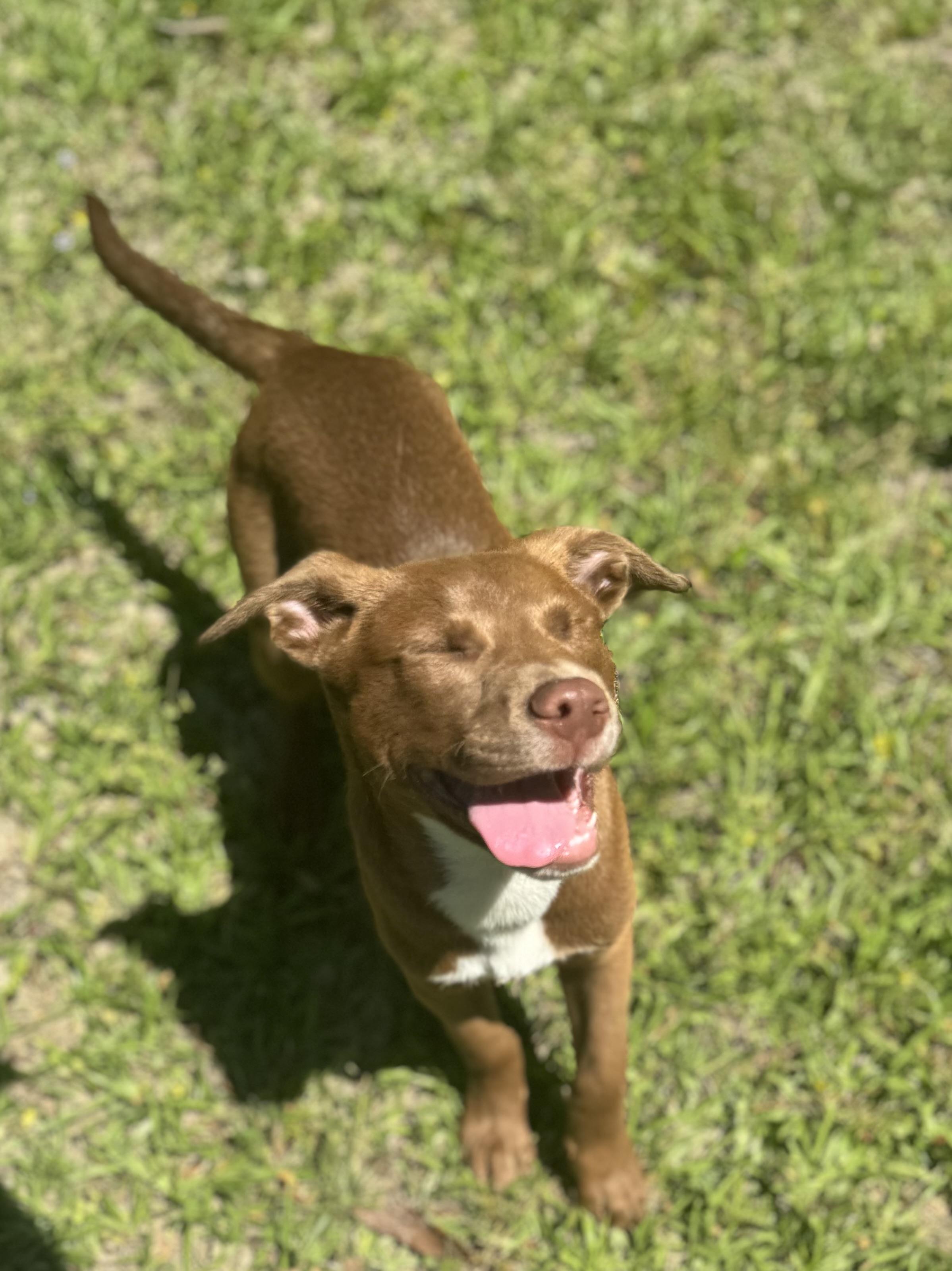Enlarge Juice, a ADOPTABLE mixed breed in Wando, SC image 5/6