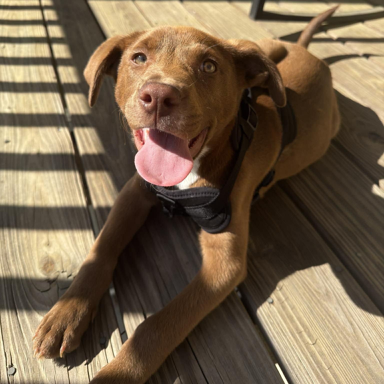 Juice, ADOPTABLE, Puppy Male Labrador Retriever.