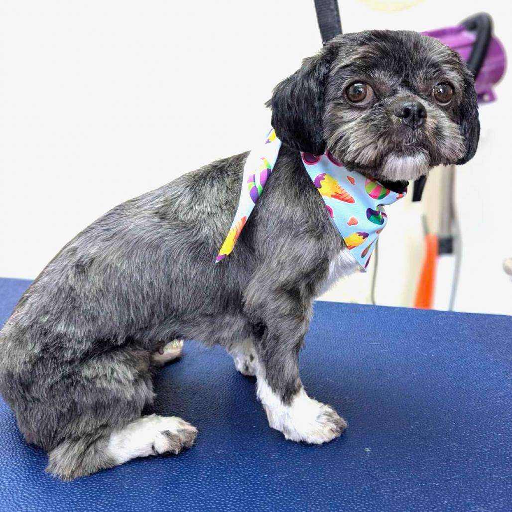 Thelma, Adoptable, Adult Female Shih Tzu.
