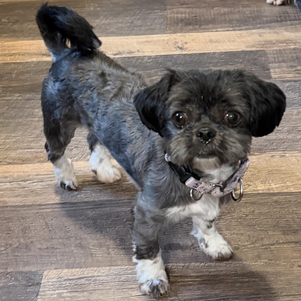 Enlarge Thelma, a Adoptable Shih Tzu in Sinking Spring, PA image 2/4