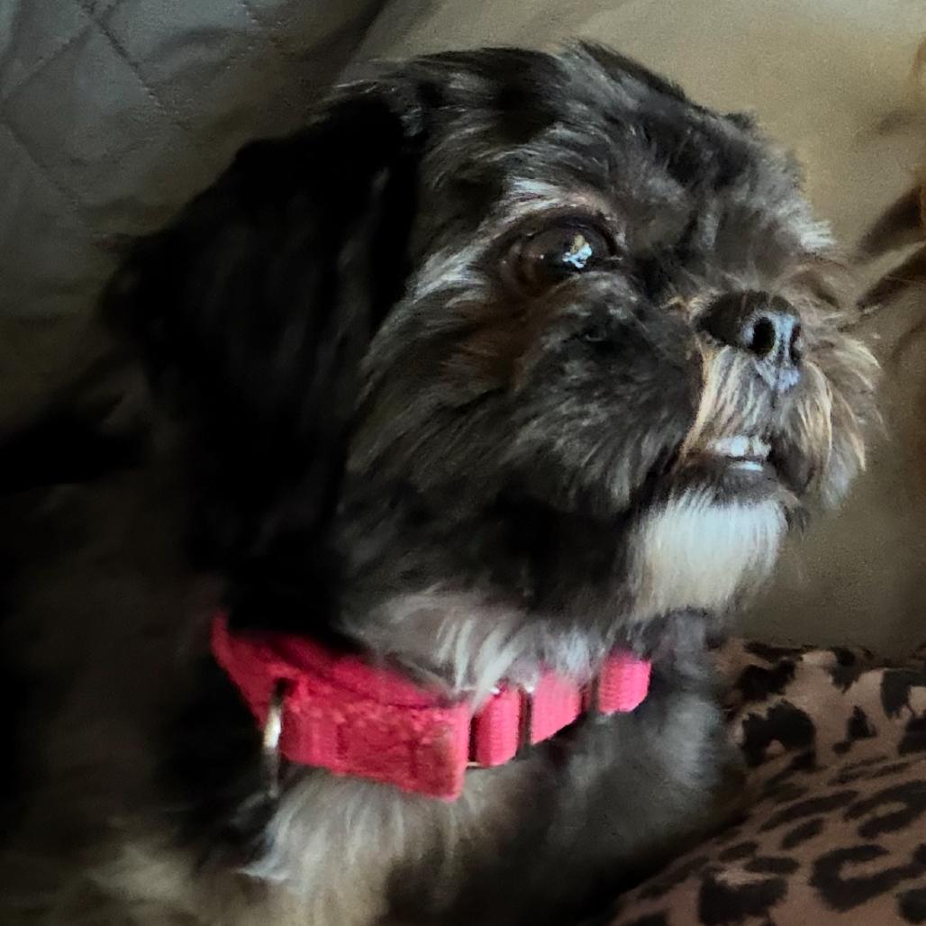 Enlarge Thelma, a Adoptable Shih Tzu in Sinking Spring, PA image 3/4