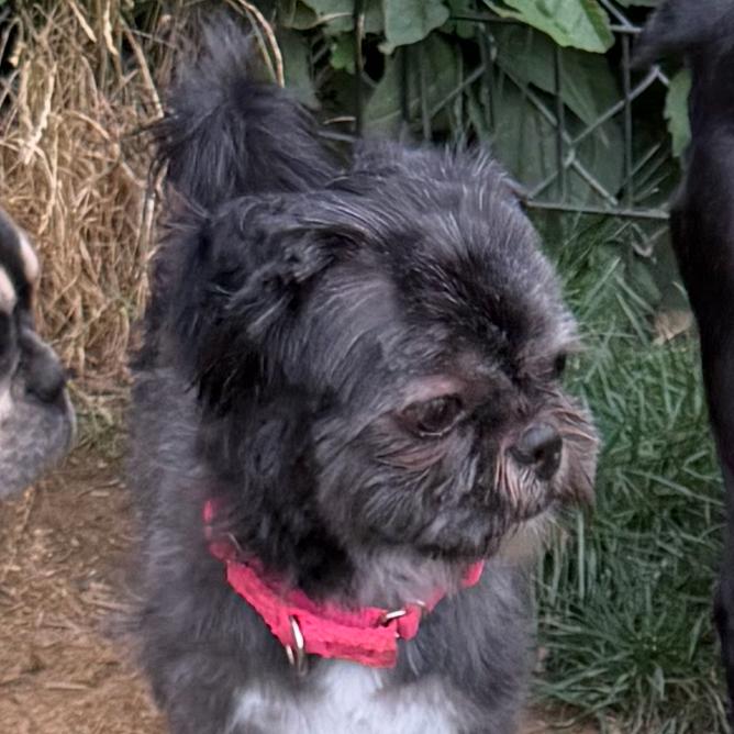 Enlarge Thelma, a Adoptable Shih Tzu in Sinking Spring, PA image 4/4