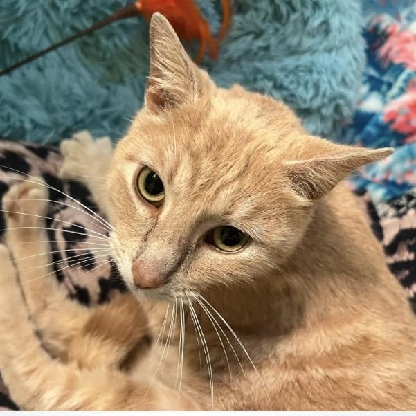 Phoebe, adopted, Adult Female Domestic Short Hair.