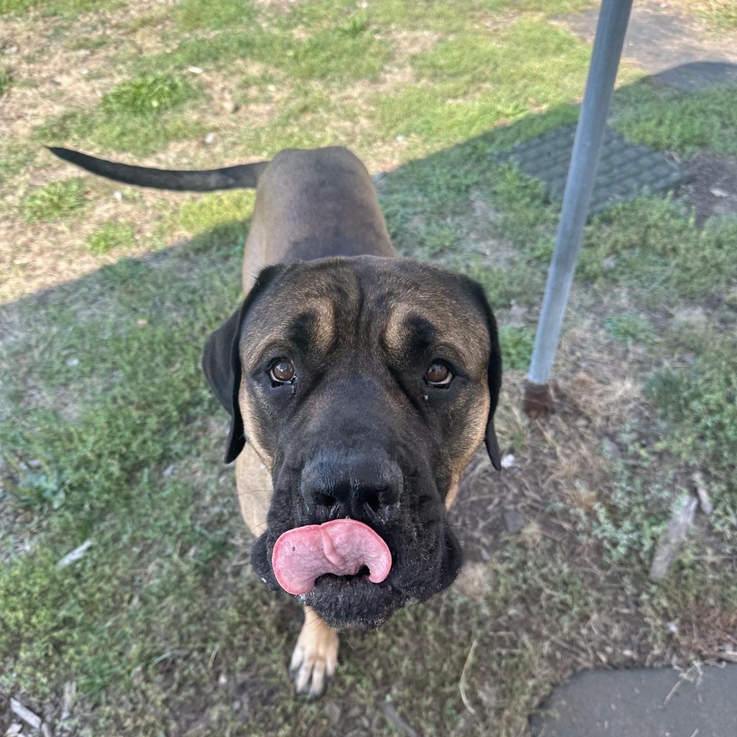 Grizzly, an adoptable Mastiff in Vancouver, BC, V6A 3L8 | Photo Image 4