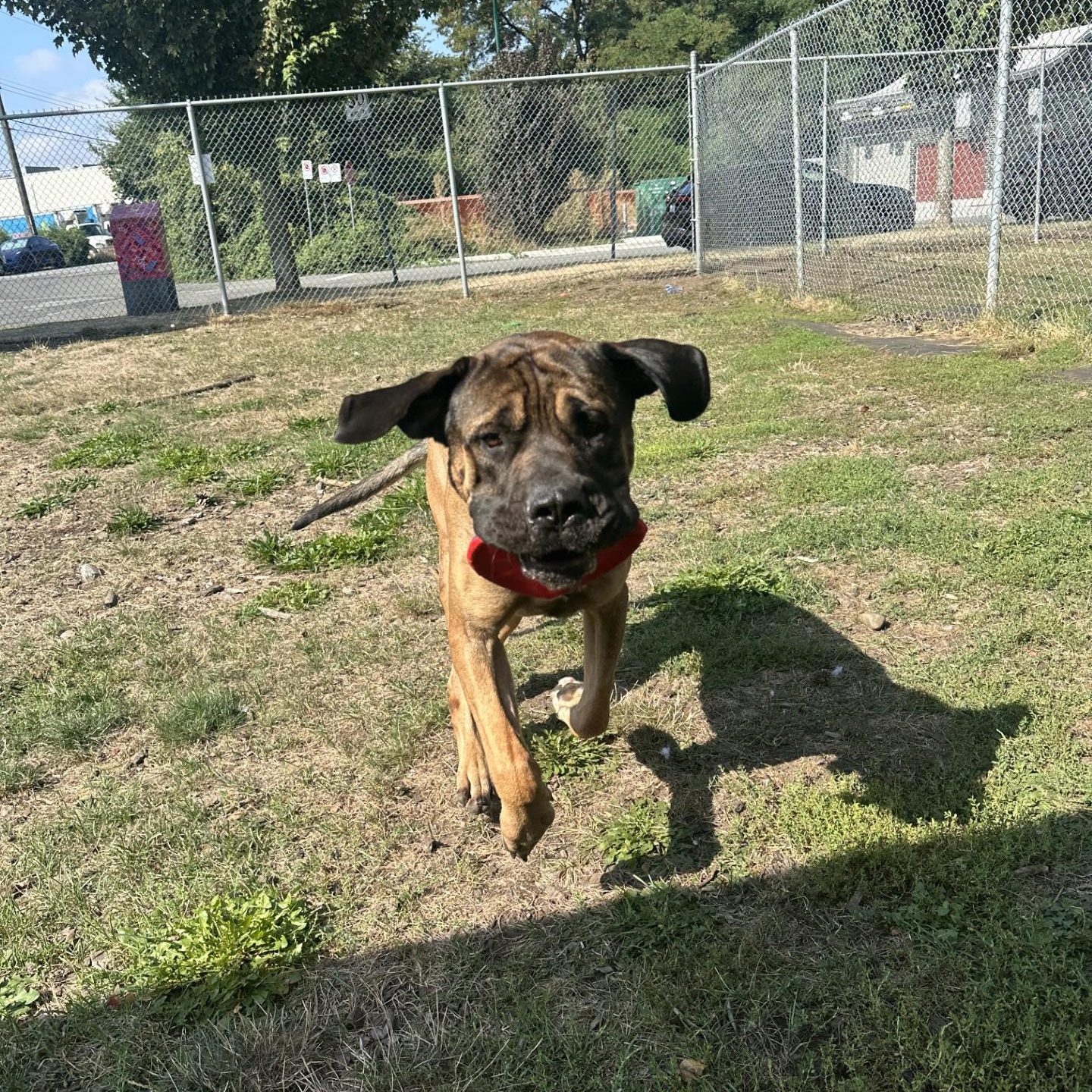 Grizzly, an adoptable Mastiff in Vancouver, BC, V6A 3L8 | Photo Image 3