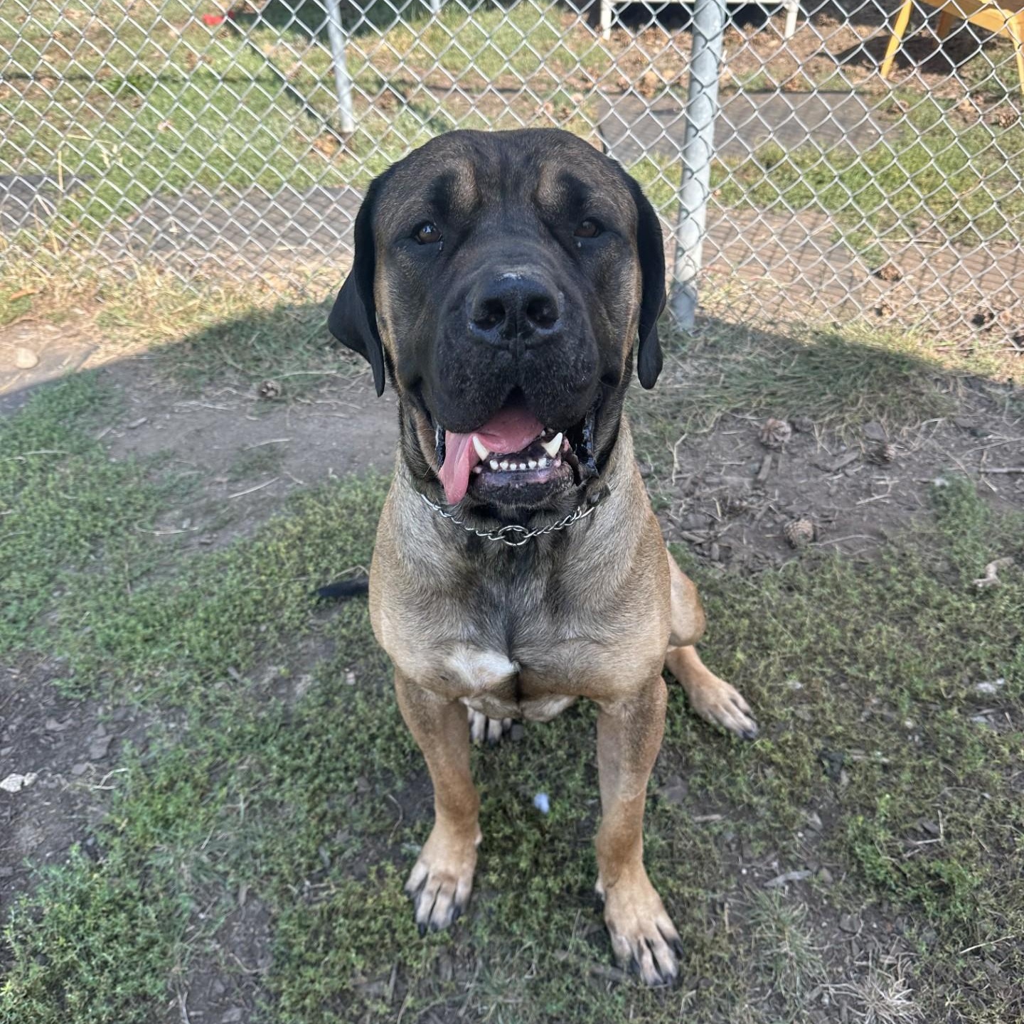 Grizzly, a Adoptable mixed breed in Vancouver, BC image 5/5