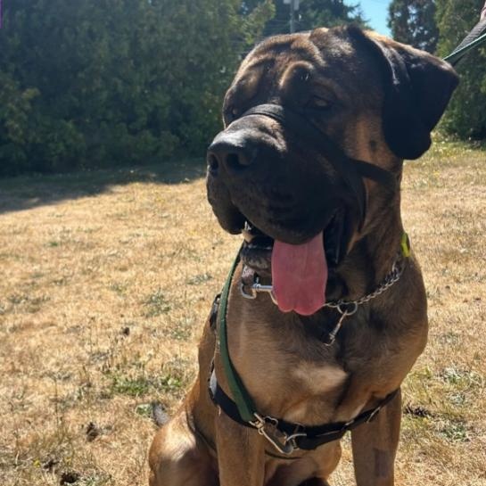 Grizzly, Adoptable, Adult Male Mastiff.