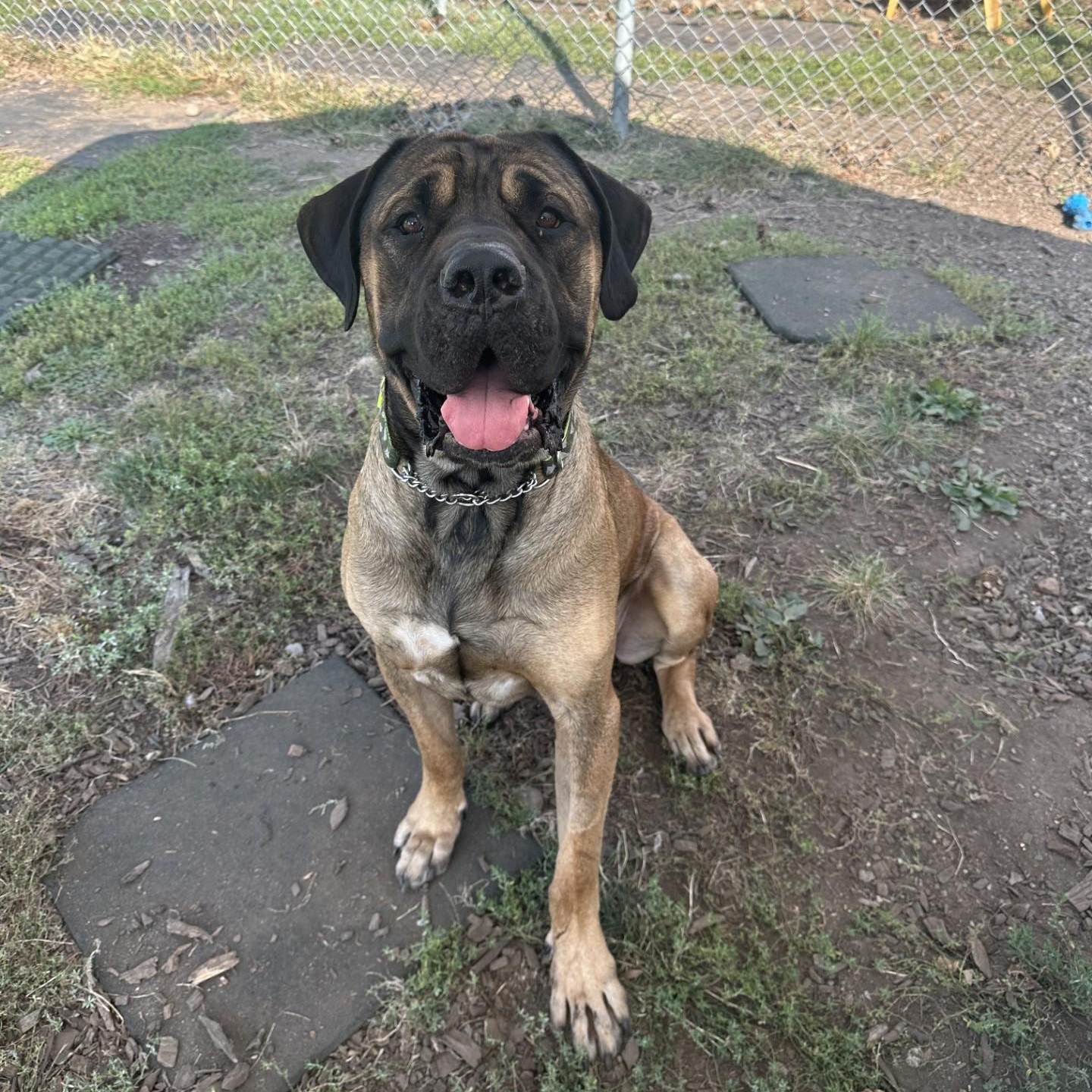 Grizzly, a Adoptable mixed breed in Vancouver, BC image 1/5