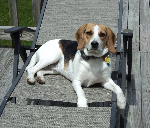Enlarge Muggs, an adopted Beagle in Columbus, OH image 3/5