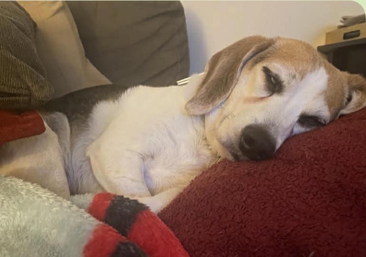 Enlarge Muggs, an adopted Beagle in Columbus, OH image 2/5