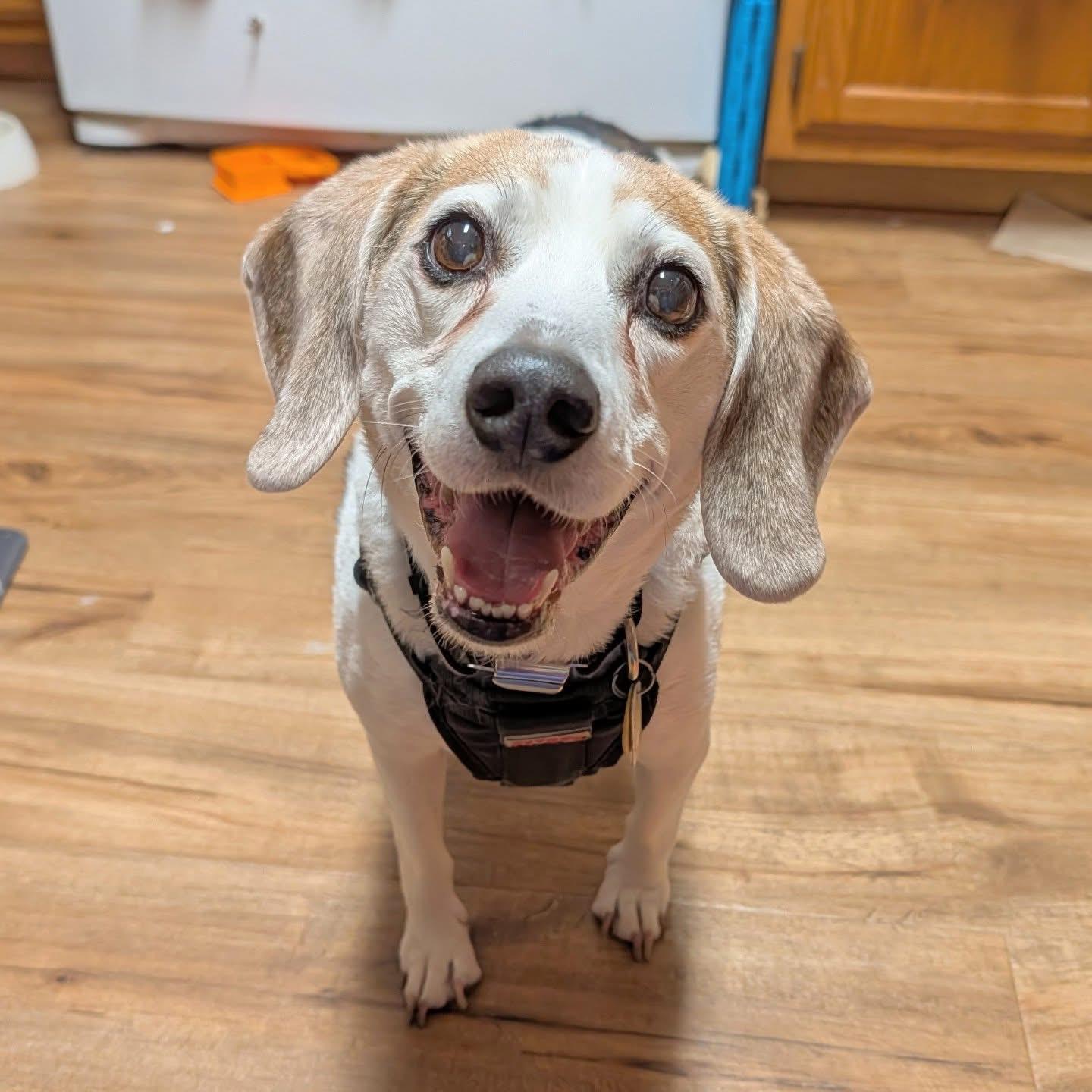 Muggs, ADOPTABLE, Senior Male Beagle.