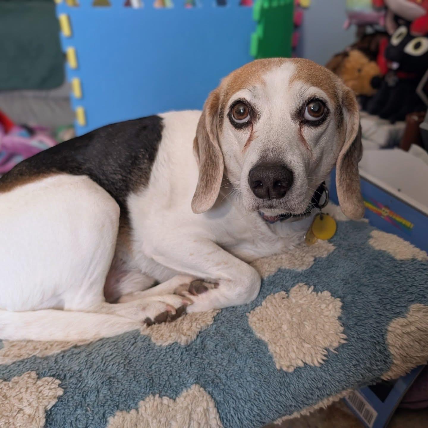 Enlarge Muggs, an adopted Beagle in Columbus, OH image 5/5