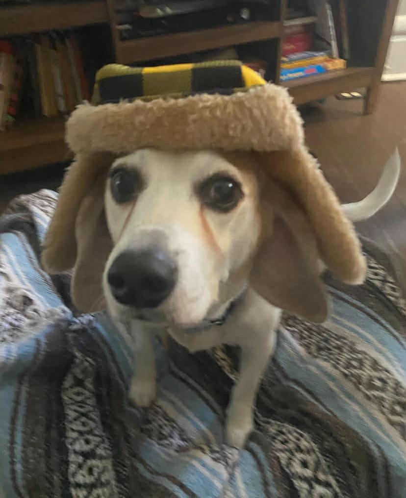 Enlarge Muggs, an adopted Beagle in Columbus, OH image 4/5