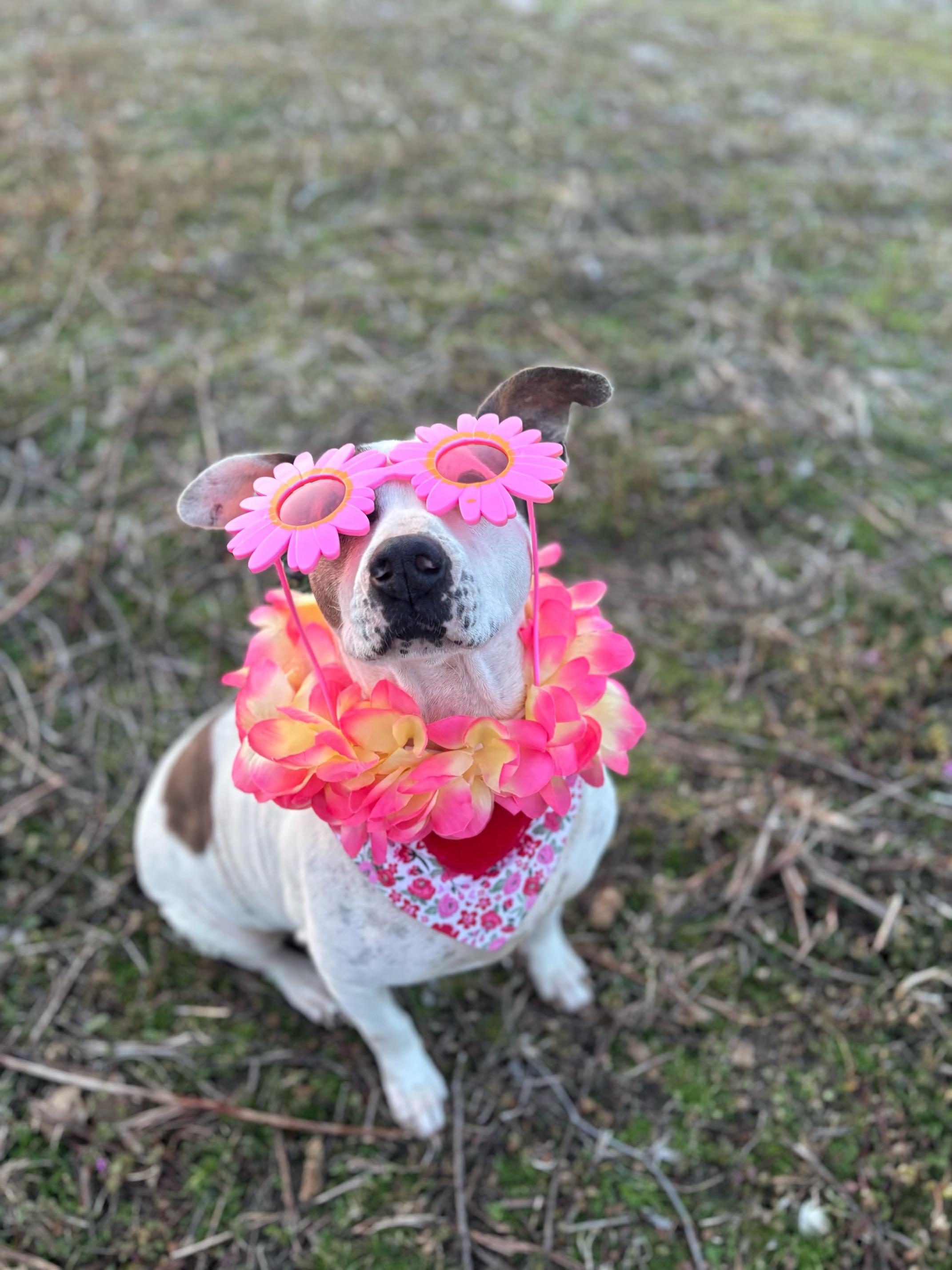 Enlarge Cali , an adopted mixed breed in Snow Hill, NC image 1/6