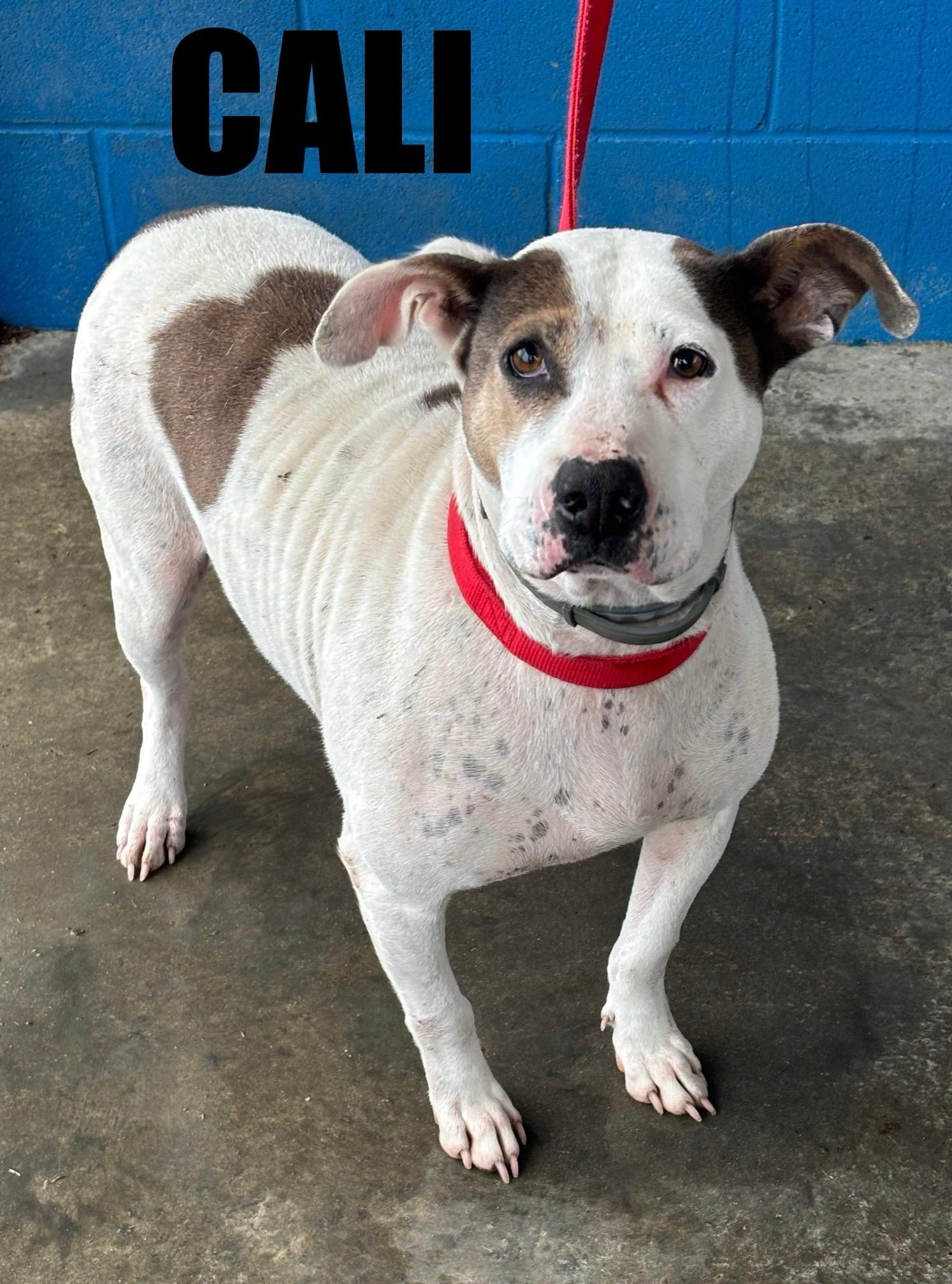 Cali , ADOPTABLE, Adult Female Terrier.