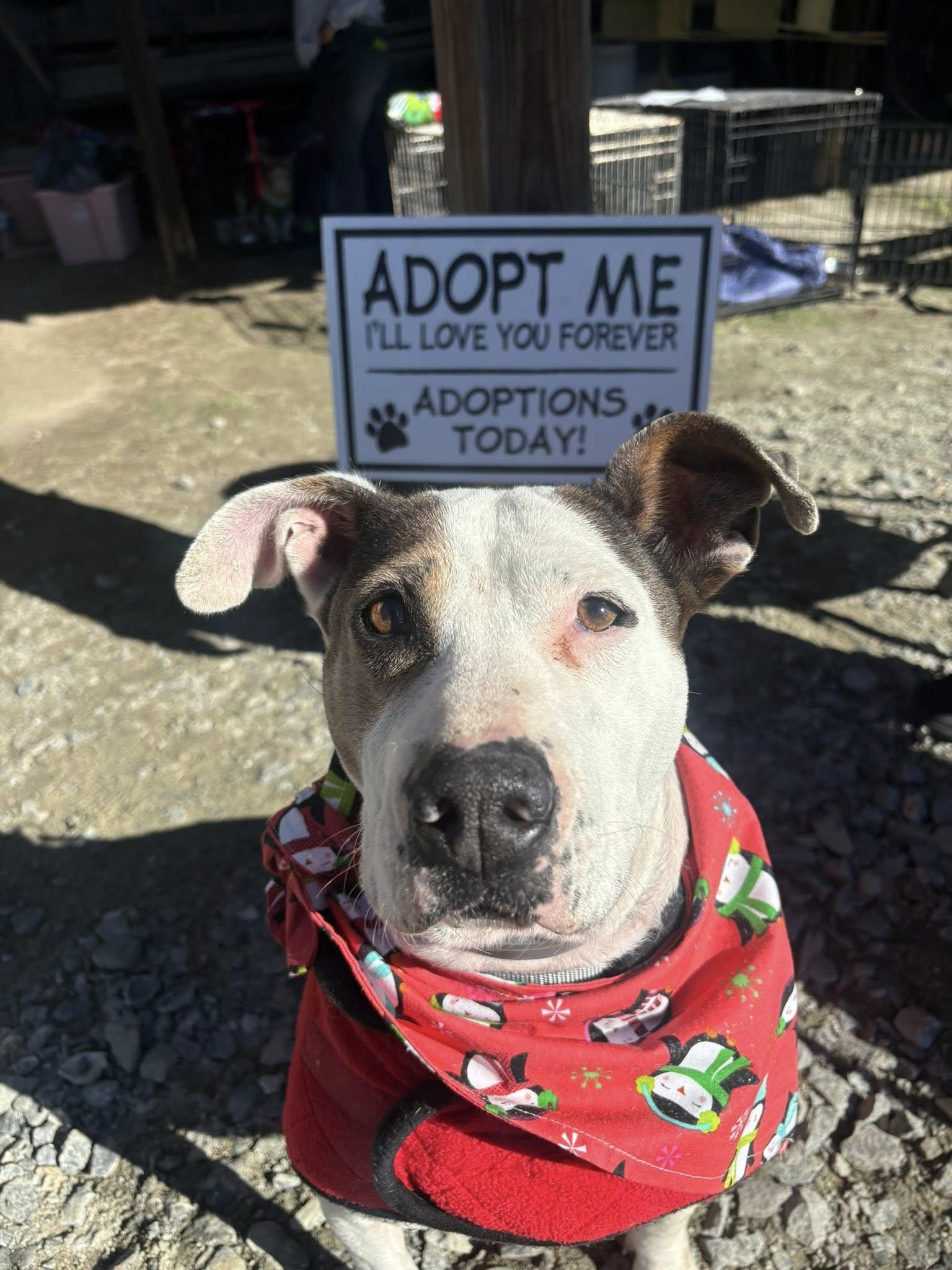 Enlarge Cali , a ADOPTABLE mixed breed in Snow Hill, NC image 4/4