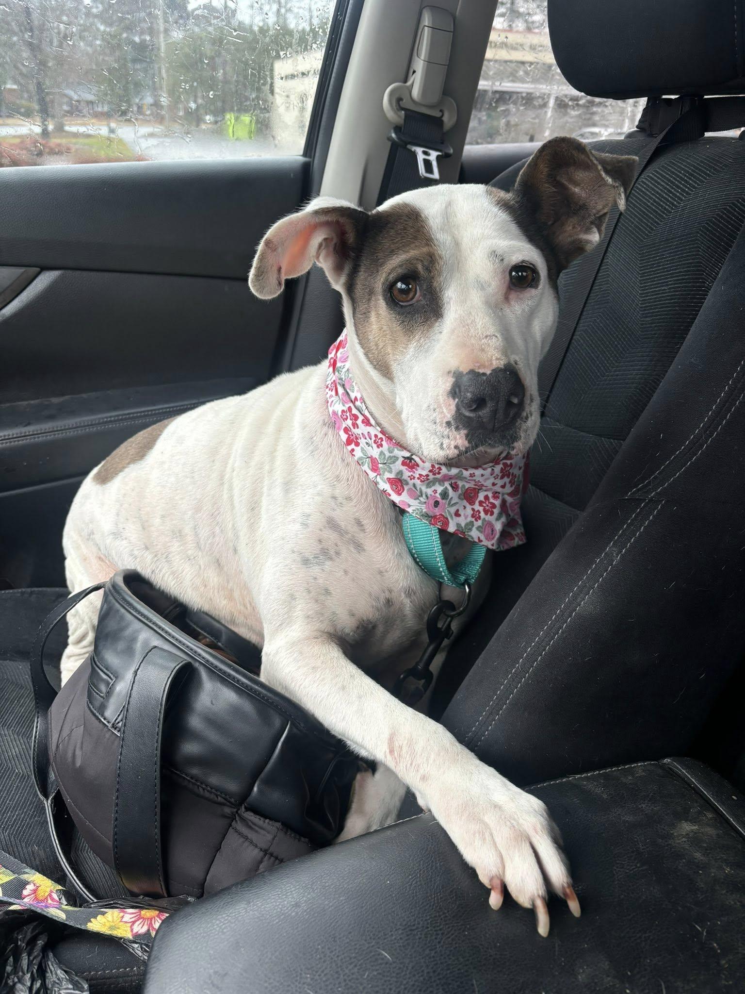 Enlarge Cali , an adopted mixed breed in Snow Hill, NC image 2/6