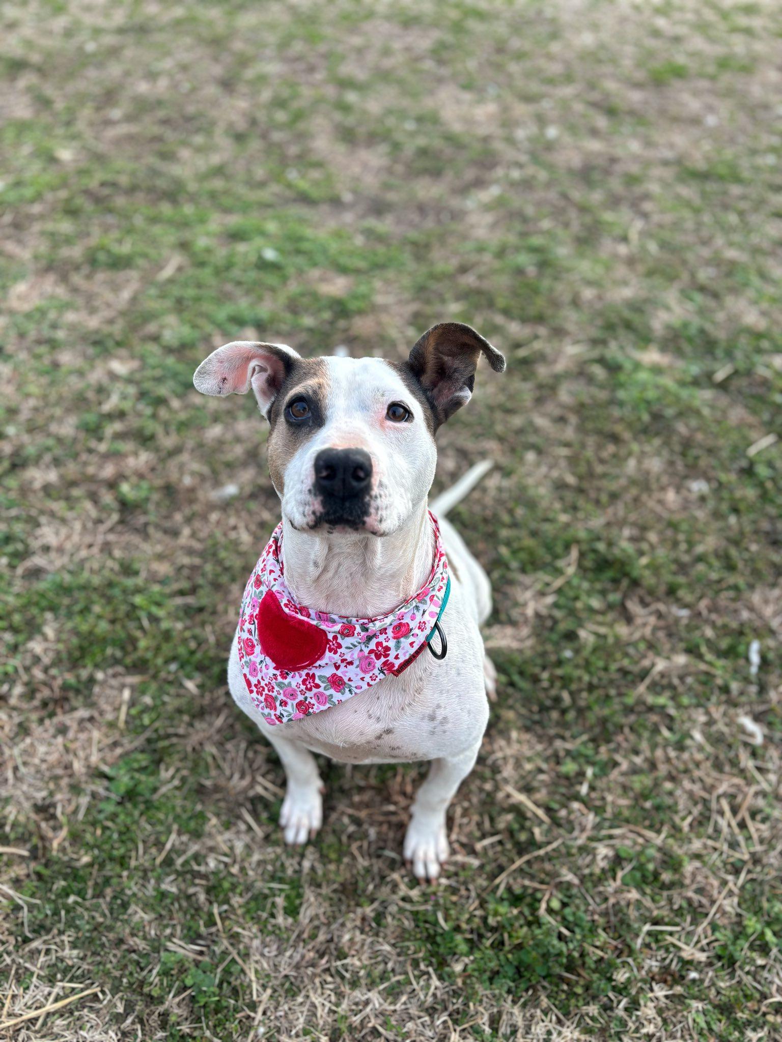 Enlarge Cali , an adopted mixed breed in Snow Hill, NC image 6/6