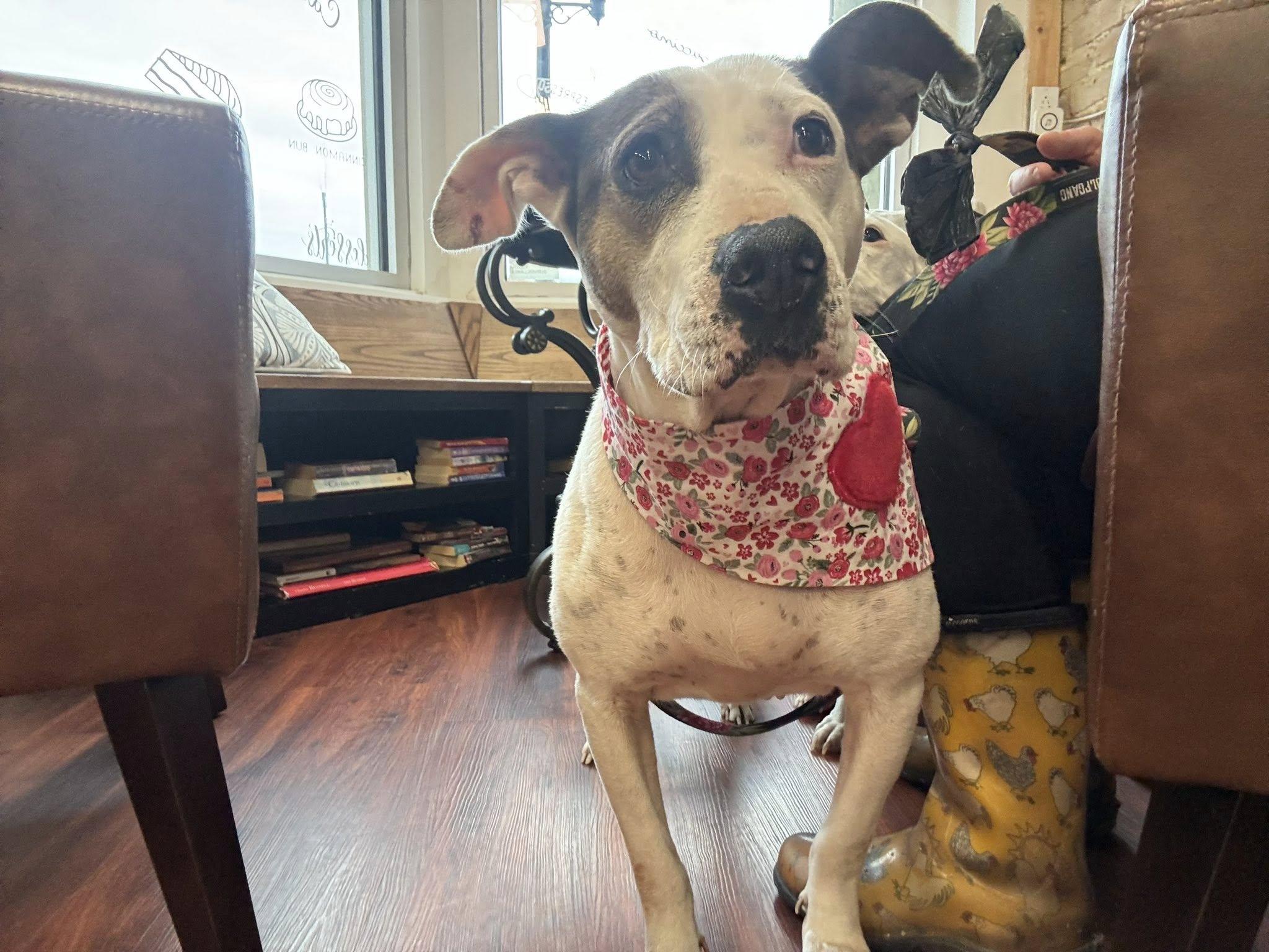 Enlarge Cali , an adopted mixed breed in Snow Hill, NC image 5/6