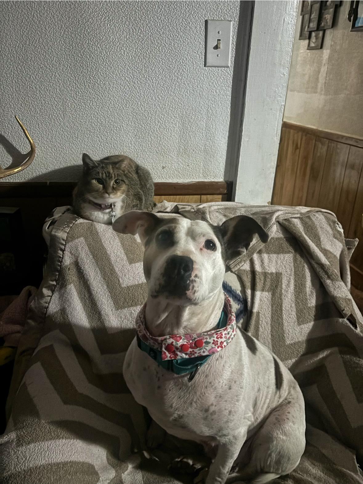 Enlarge Cali , an adopted mixed breed in Snow Hill, NC image 4/6