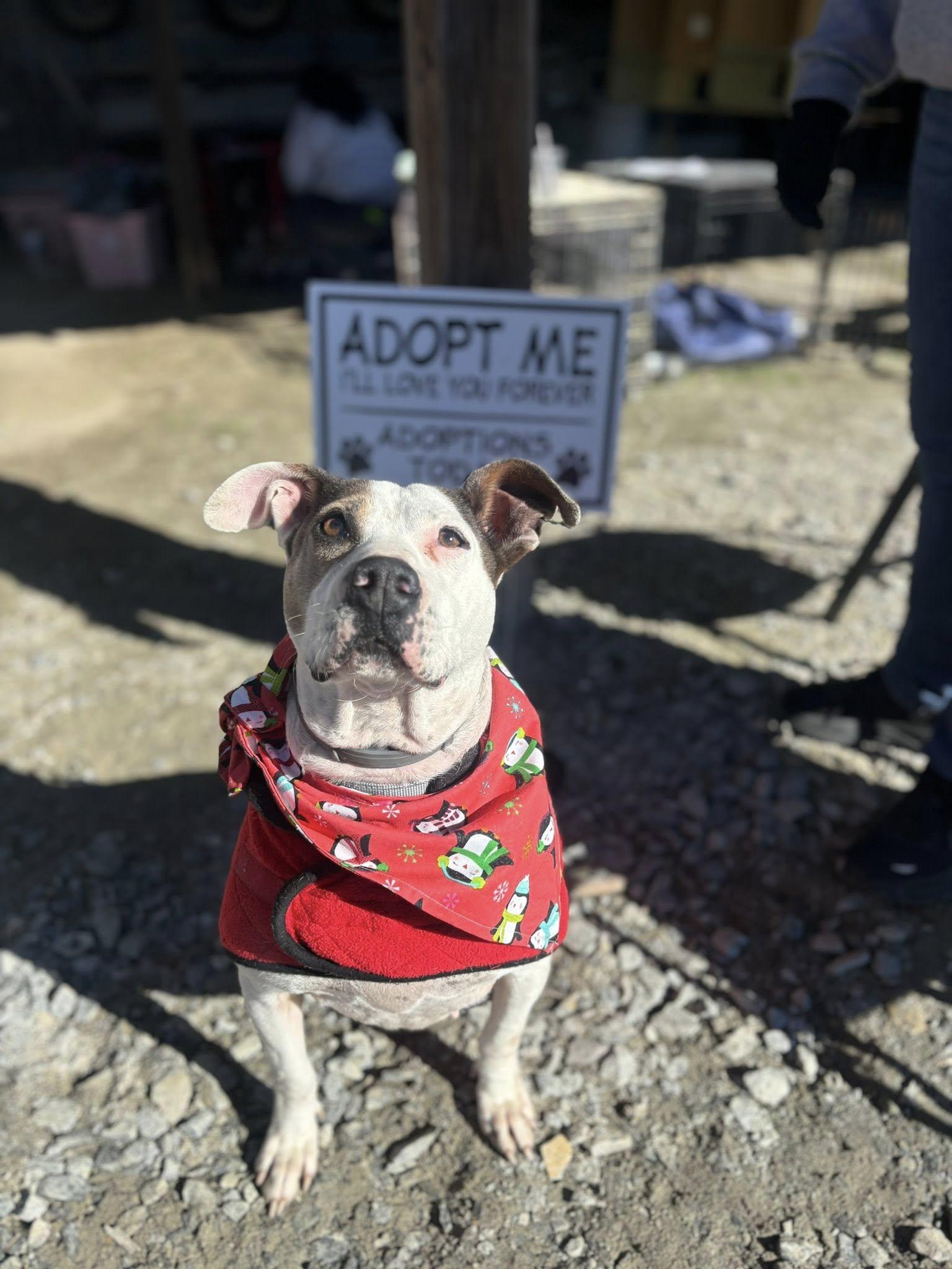 Enlarge Cali , a ADOPTABLE mixed breed in Snow Hill, NC image 2/4
