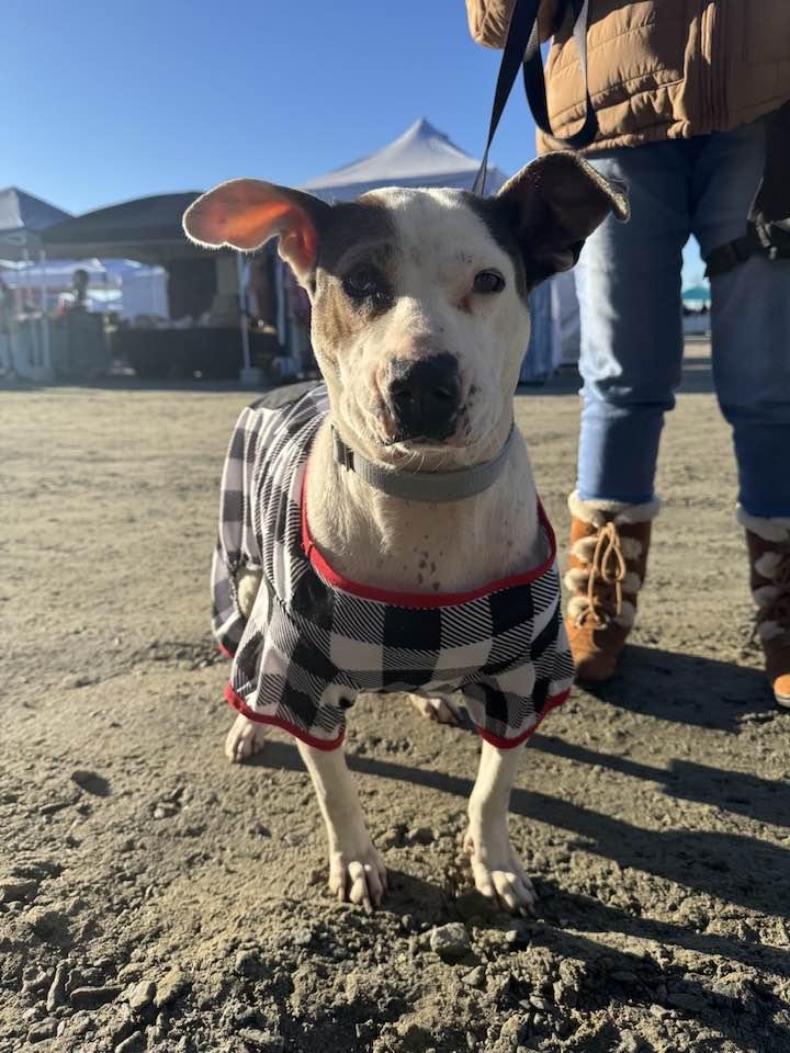 Enlarge Cali , a ADOPTABLE mixed breed in Snow Hill, NC image 3/4