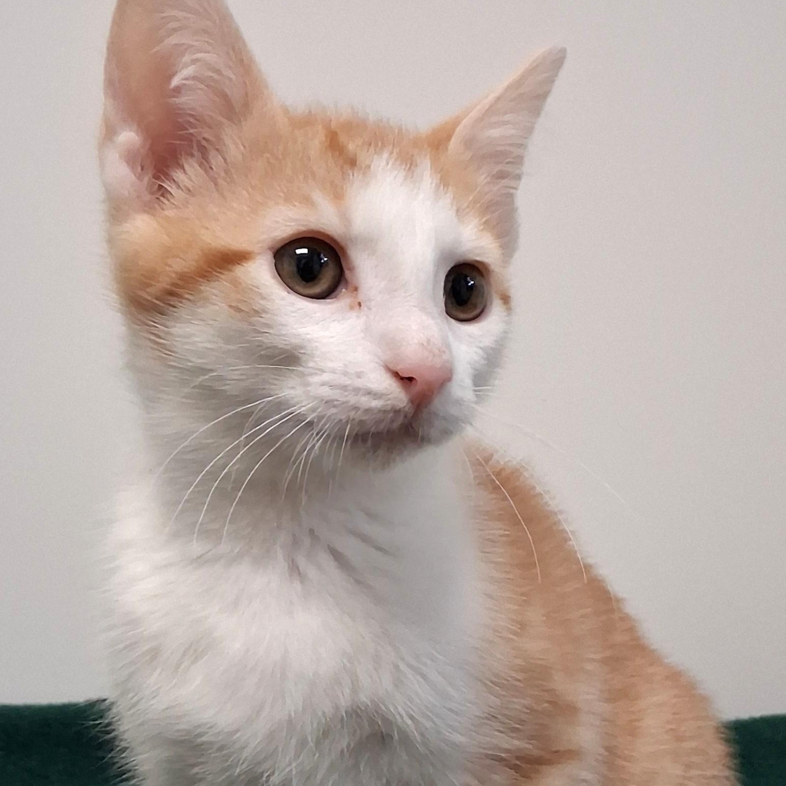 Enlarge Archie, an adopted Domestic Short Hair in Belmont, NY image 2/3