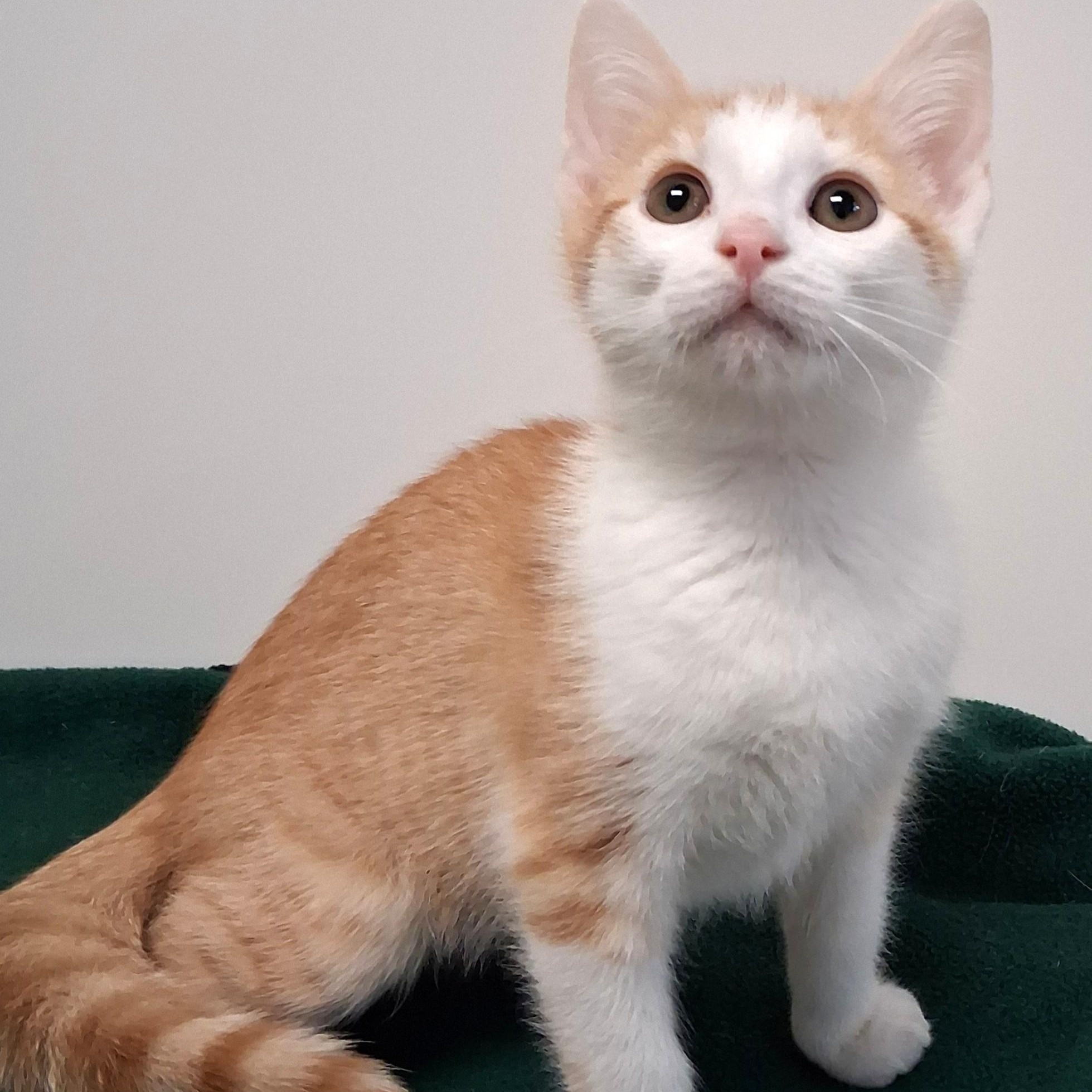 Archie, adopted, Young Male Domestic Short Hair.
