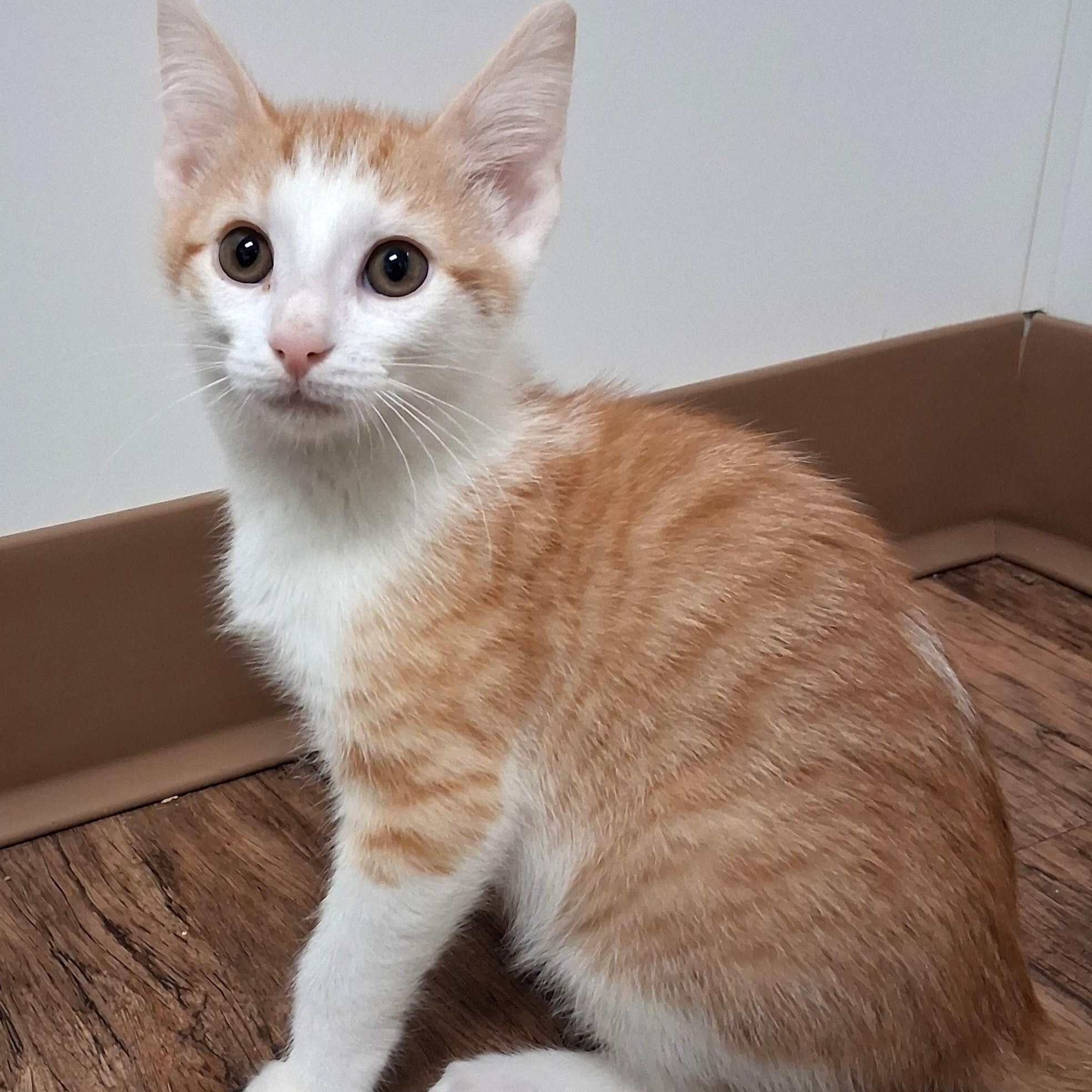 Enlarge Archie, an adopted Domestic Short Hair in Belmont, NY image 3/3