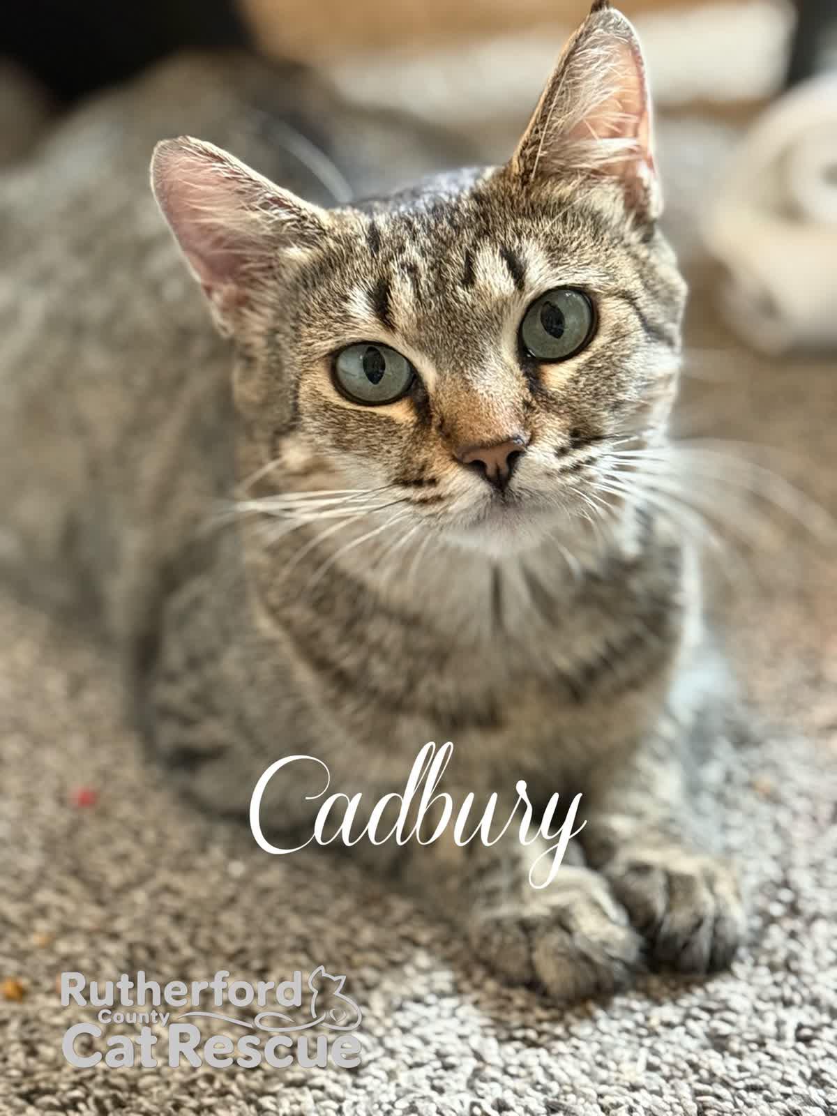 Cadbury