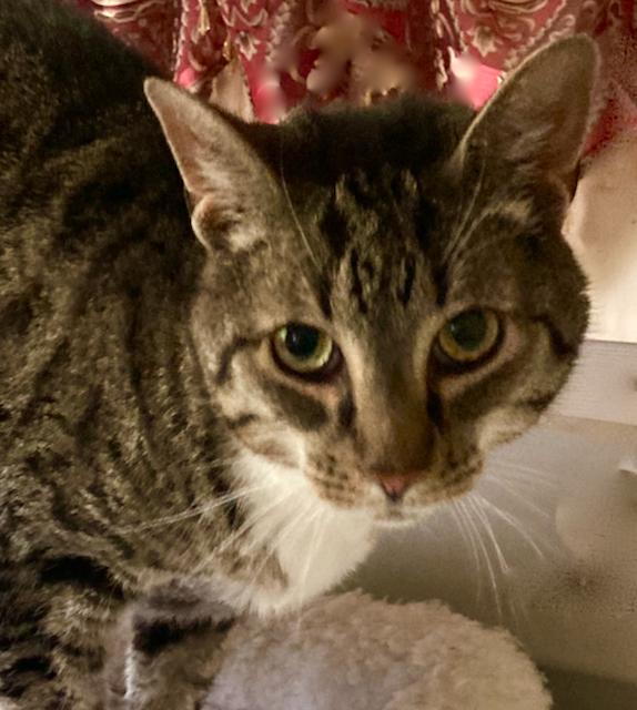 Mittens - super sweet and extremely friendly!, ADOPTABLE, Adult Male Domestic Short Hair.