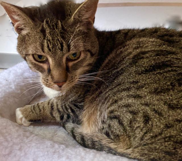 Enlarge Mittens - super sweet and extremely friendly!, a ADOPTABLE Domestic Short Hair in Durham, CT image 2/2