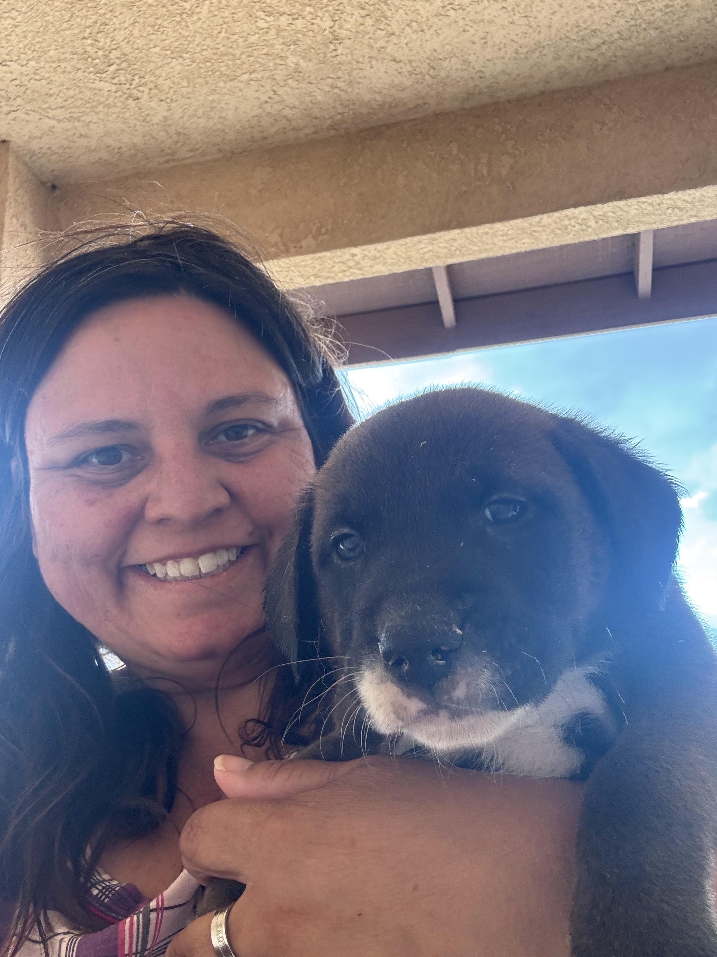 Enlarge 7 Week Old Puppies, a ADOPTABLE mixed breed in Monrovia , CA image 1/6