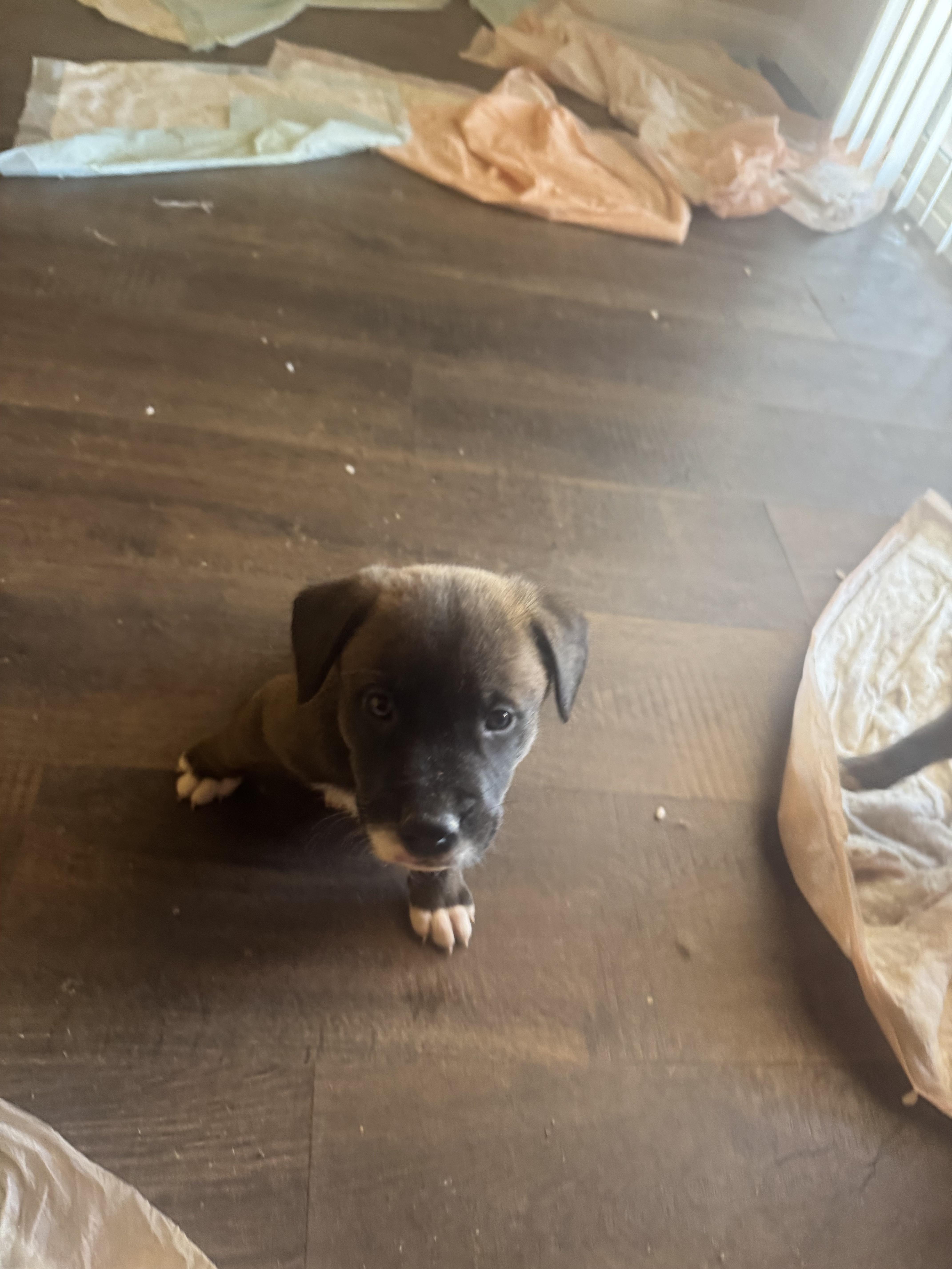 Enlarge 7 Week Old Puppies, a ADOPTABLE mixed breed in Monrovia , CA image 4/6