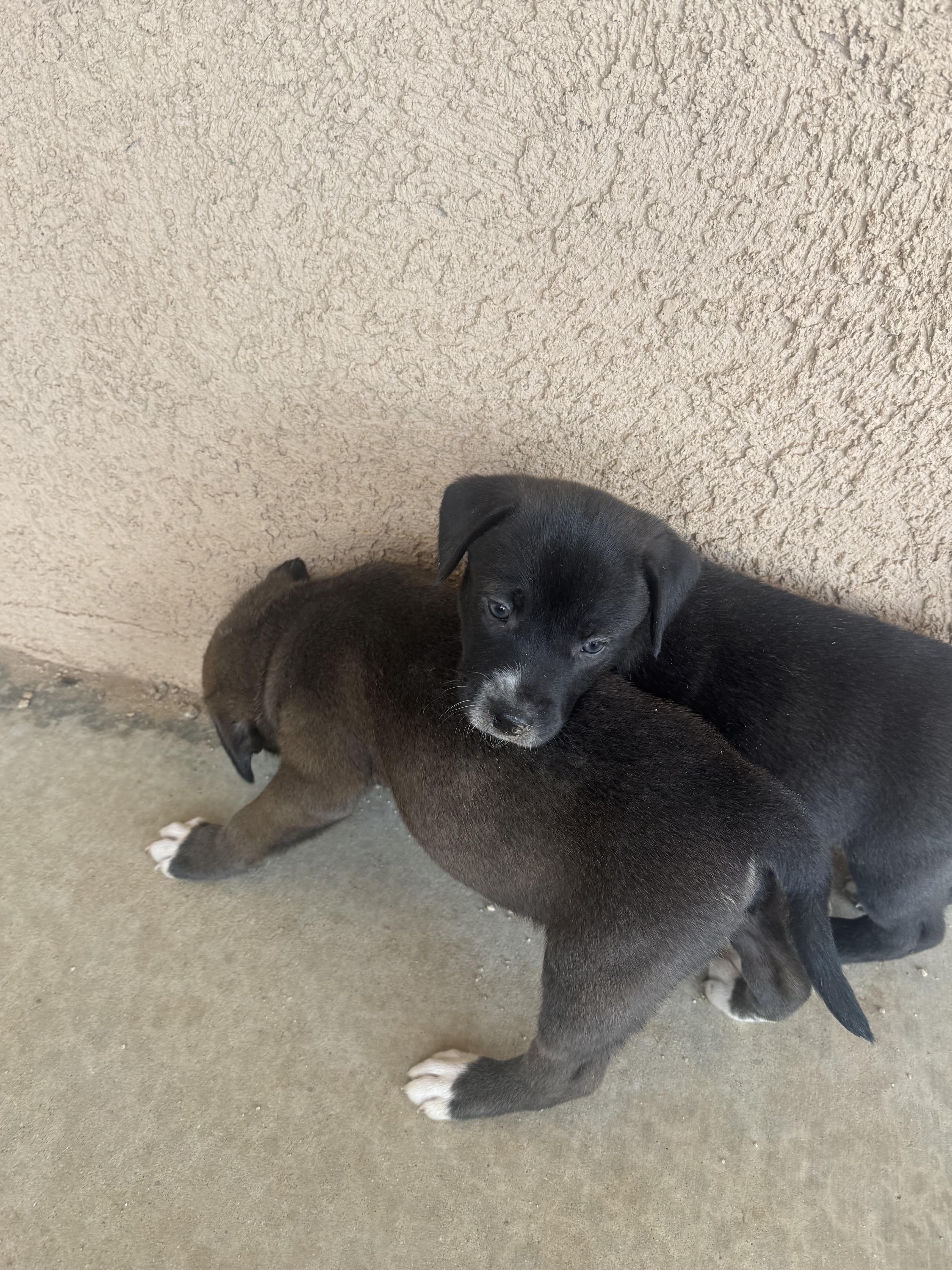 Enlarge 7 Week Old Puppies, a ADOPTABLE mixed breed in Monrovia , CA image 3/6
