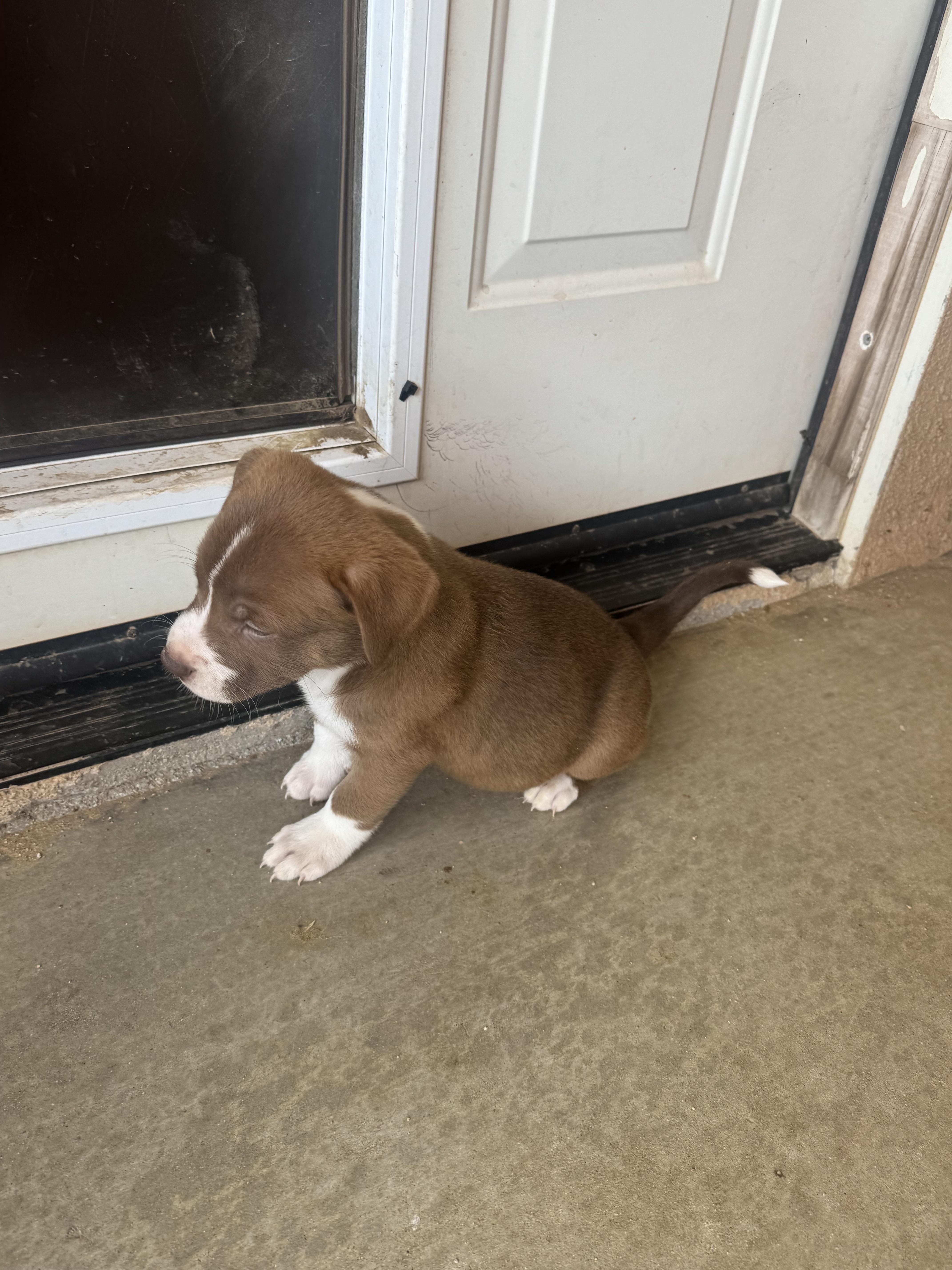 Enlarge 7 Week Old Puppies, a ADOPTABLE mixed breed in Monrovia , CA image 5/6