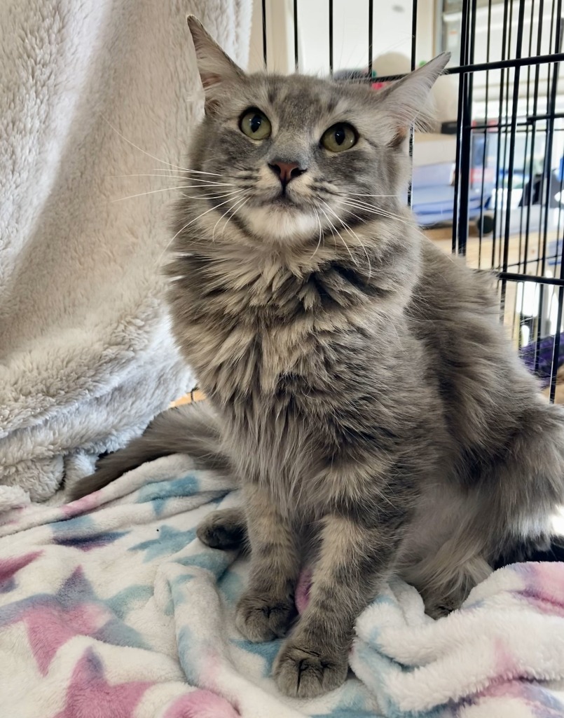 Mary Jane (bonded w/ Sandals)