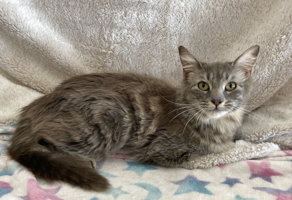 Mary Jane (bonded w/ Sandals)