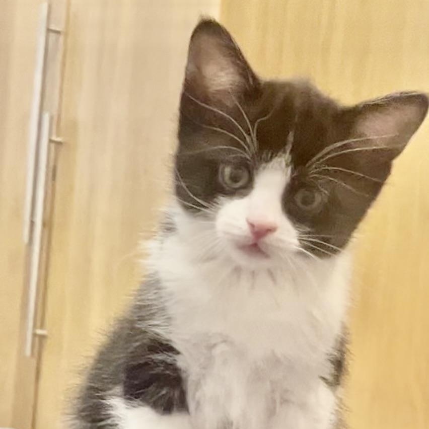 Demi, adopted, Kitten Female Tuxedo.