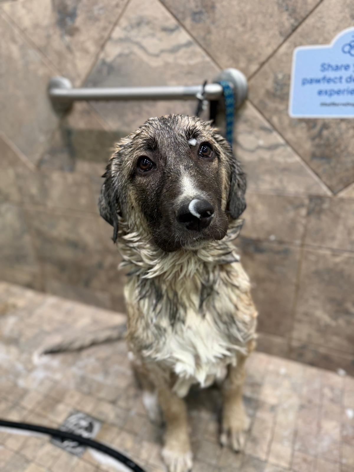 Enlarge Jax, a ADOPTABLE mixed breed in Newmarket, ON image 2/6