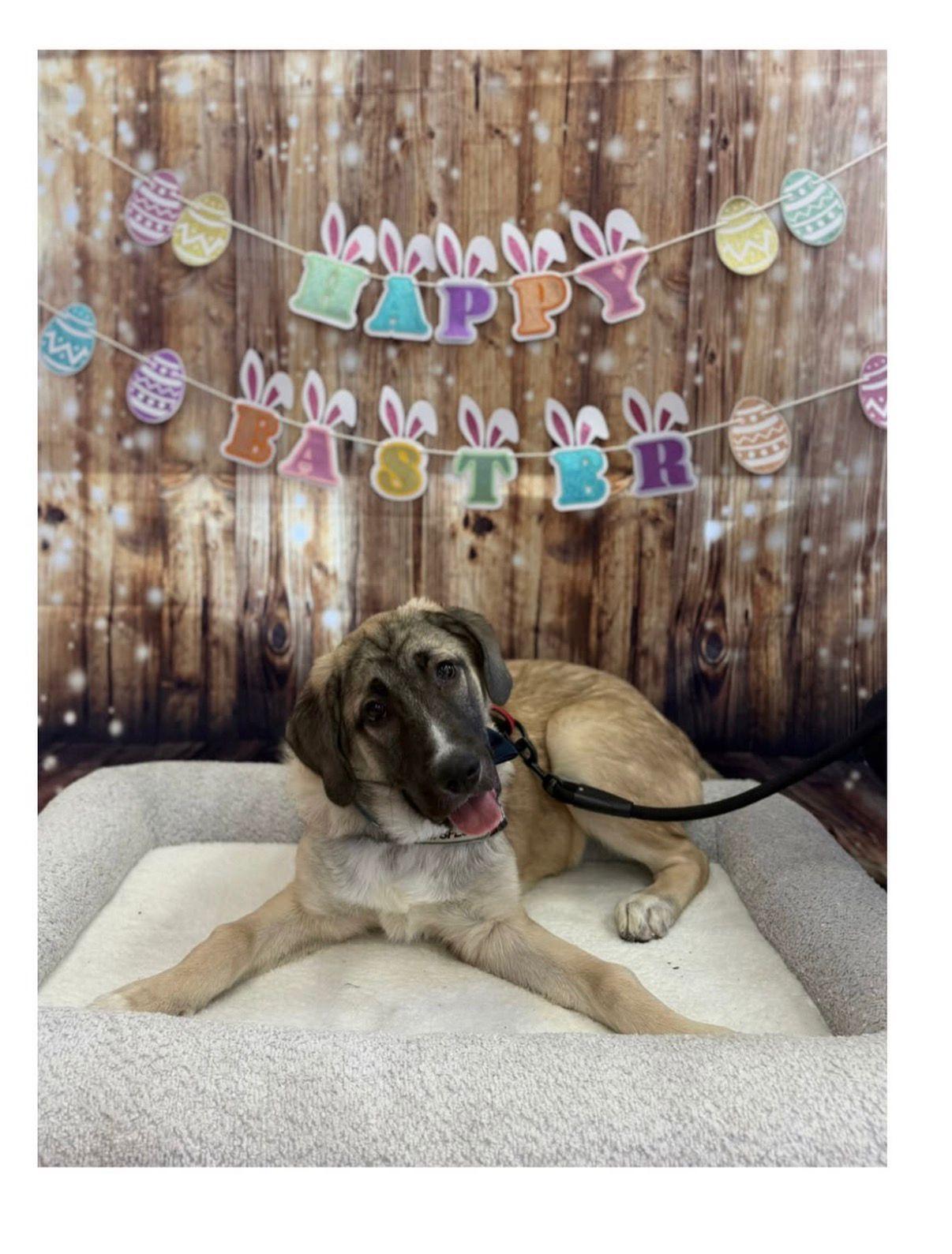 Enlarge Jax, a ADOPTABLE mixed breed in Newmarket, ON image 4/6