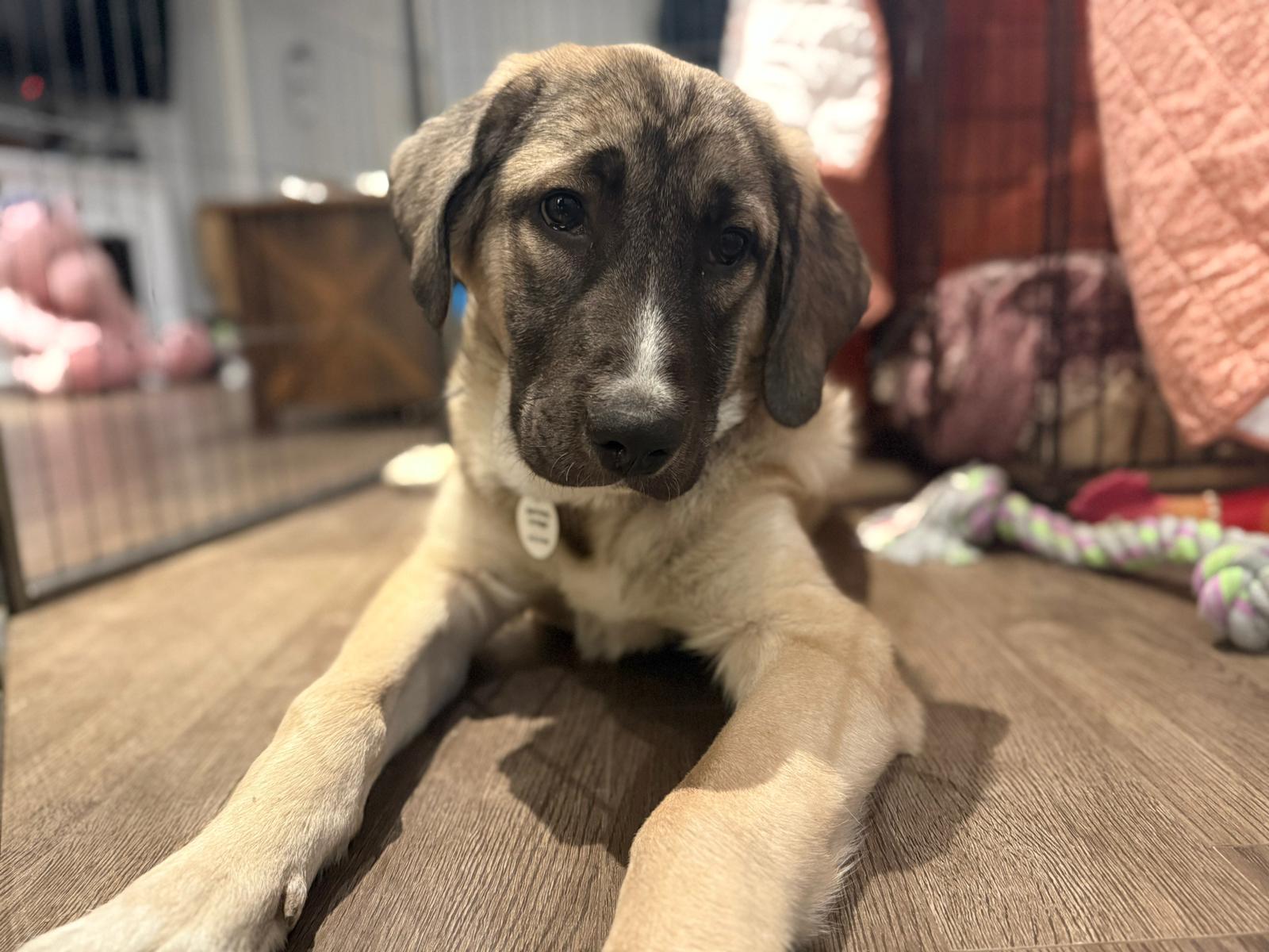 Enlarge Jax, a ADOPTABLE mixed breed in Newmarket, ON image 1/6