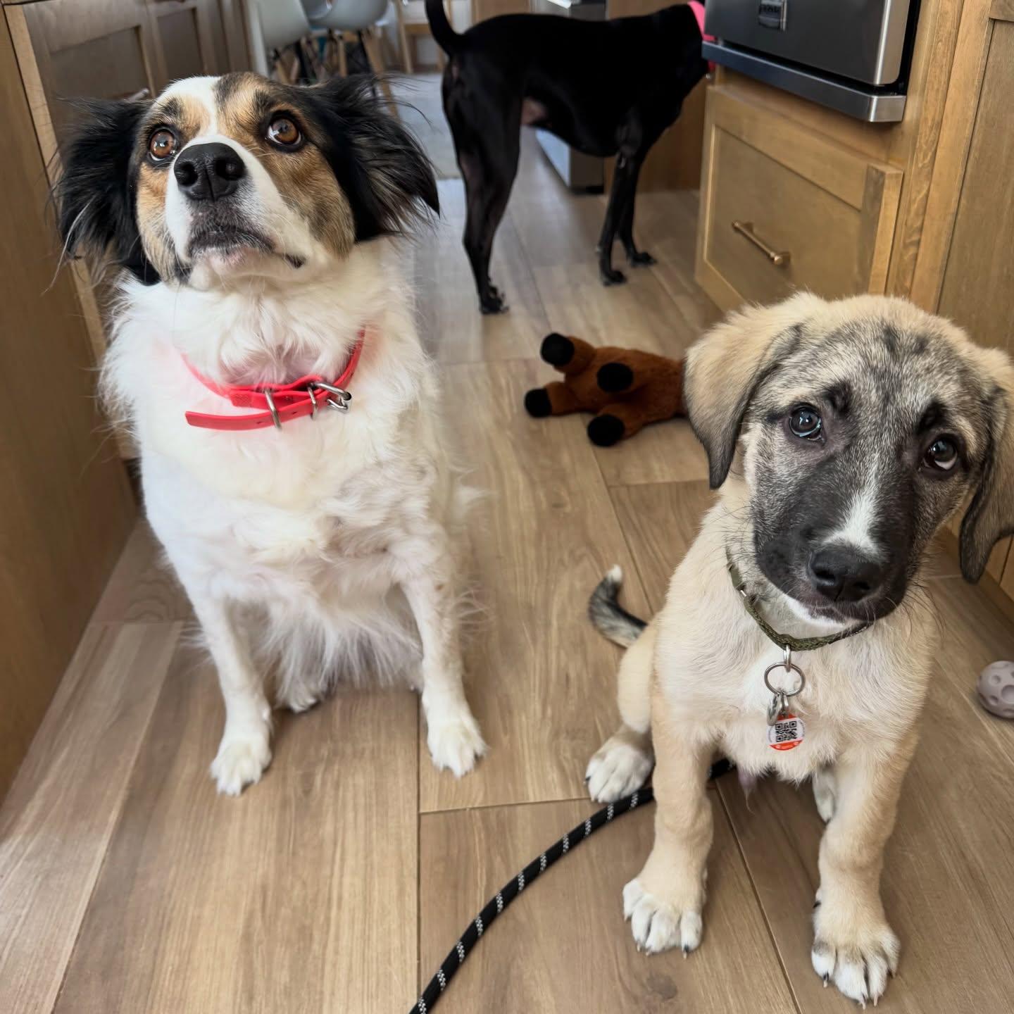 Enlarge Jax, a ADOPTABLE mixed breed in Newmarket, ON image 2/6