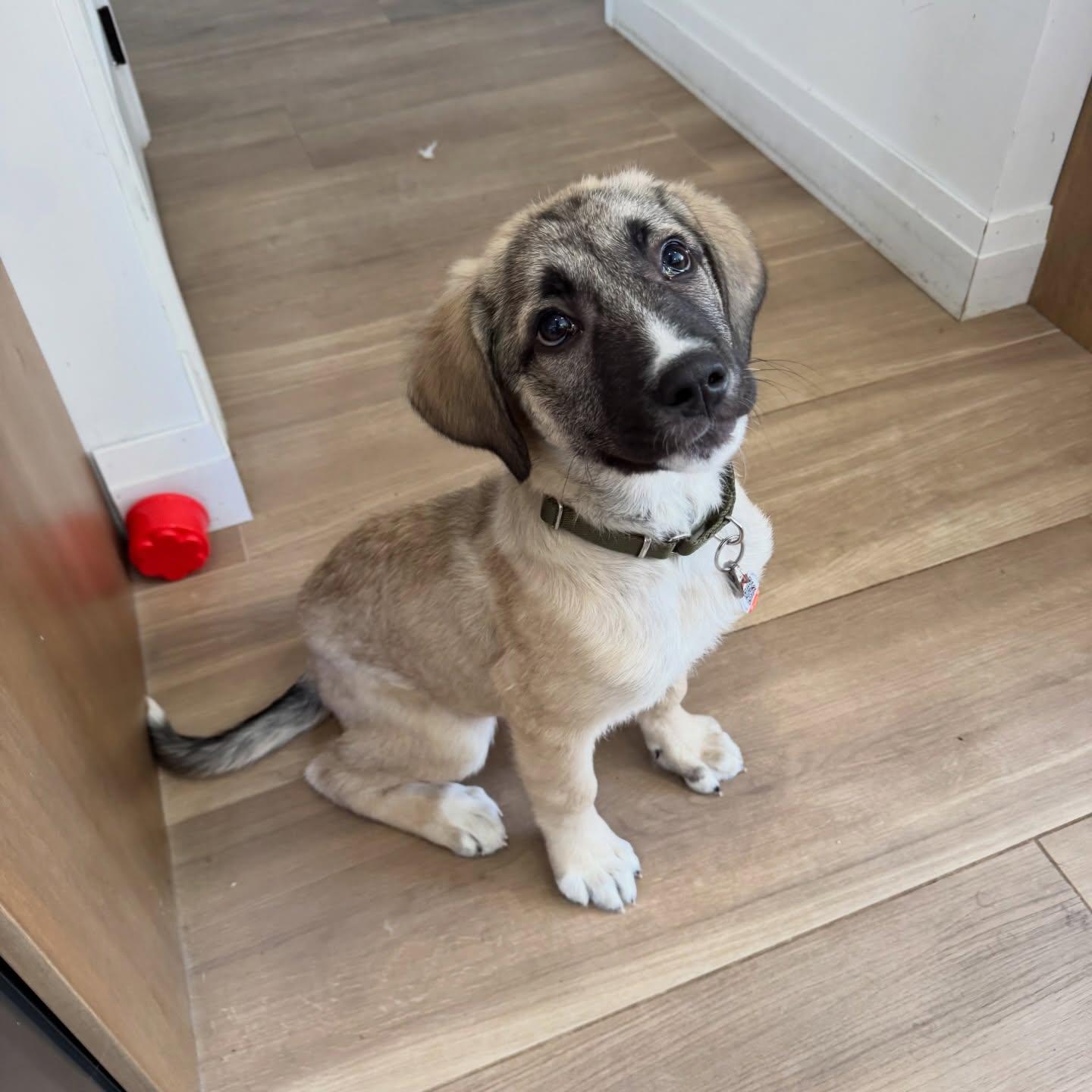 Enlarge Jax, a ADOPTABLE mixed breed in Newmarket, ON image 5/6