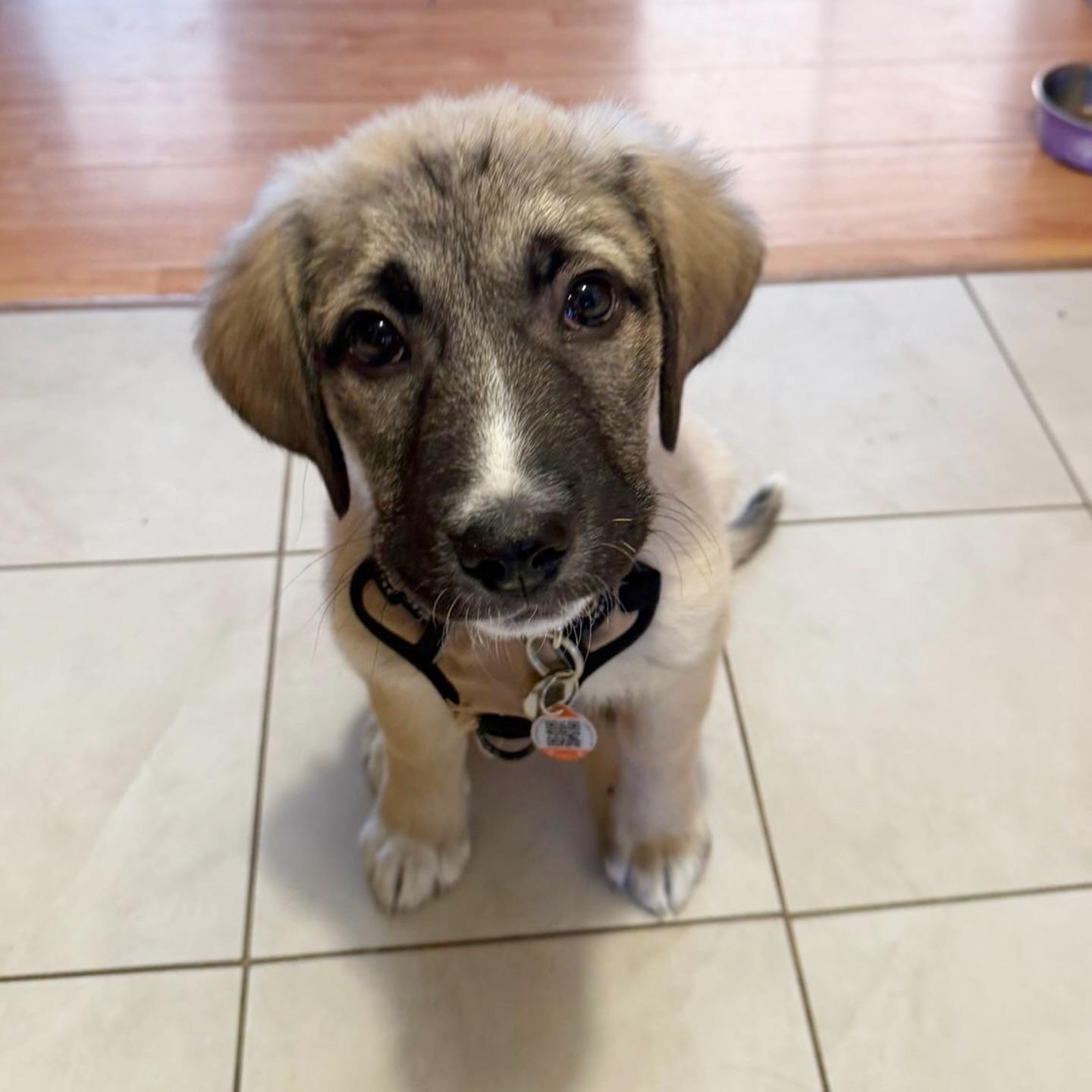 Enlarge Jax, a ADOPTABLE mixed breed in Newmarket, ON image 4/6