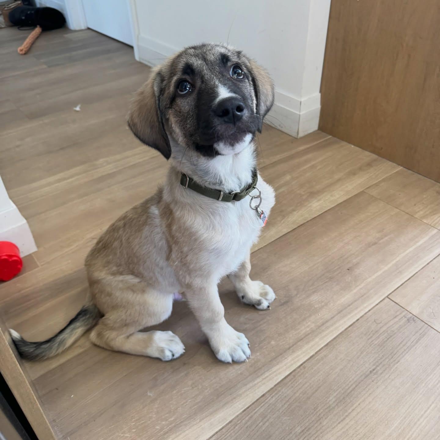 Enlarge Jax, a ADOPTABLE mixed breed in Newmarket, ON image 3/6